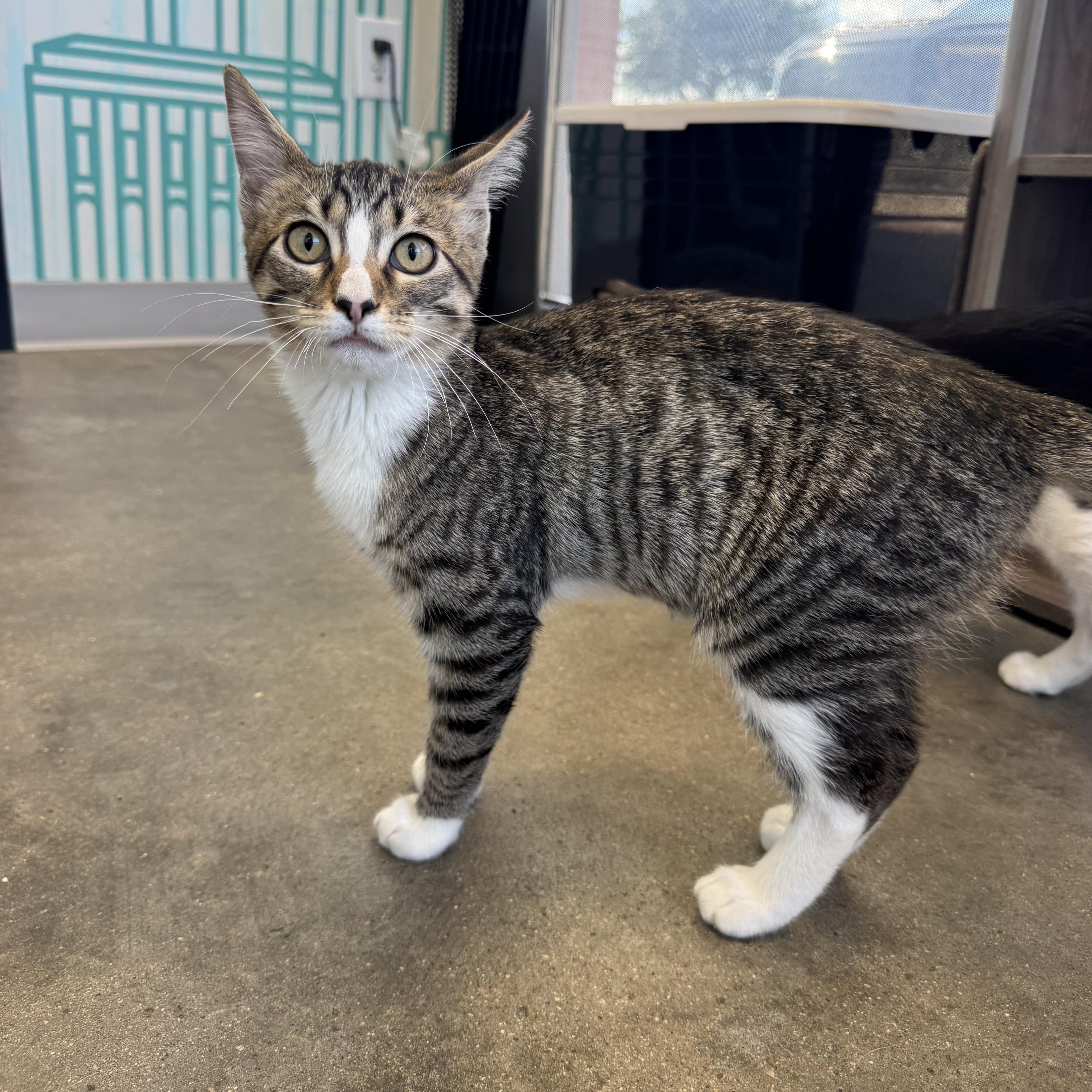 Bailey - extra sweet and loves cats