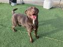 Enlarge Koda, a Adoptable mixed breed in Hollister, CA image 5/6