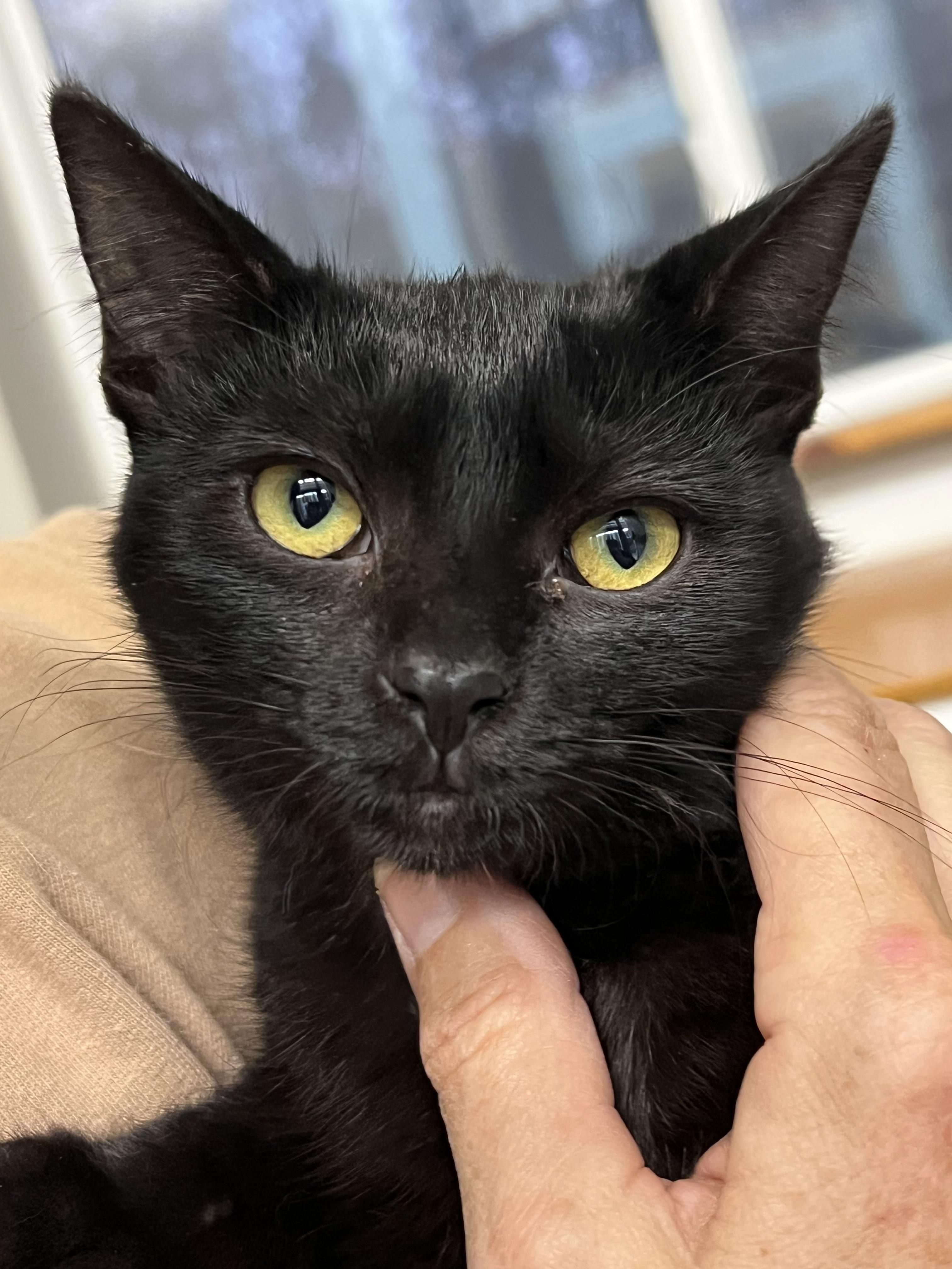 Enlarge MS BREEZY, a Adoptable Domestic Short Hair in Louisa, KY image 1/4