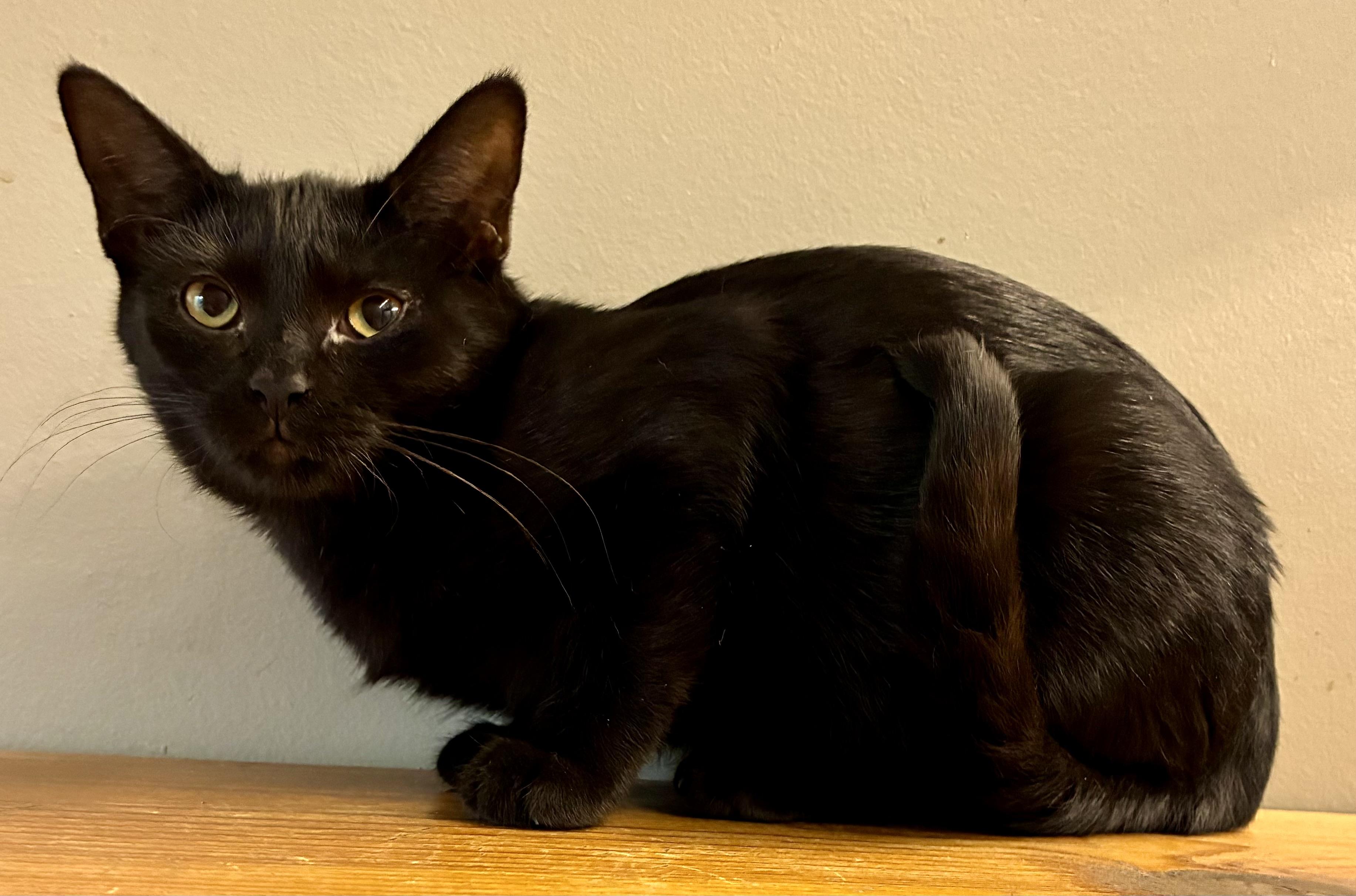 Enlarge MS BREEZY, a Adoptable Domestic Short Hair in Louisa, KY image 2/4