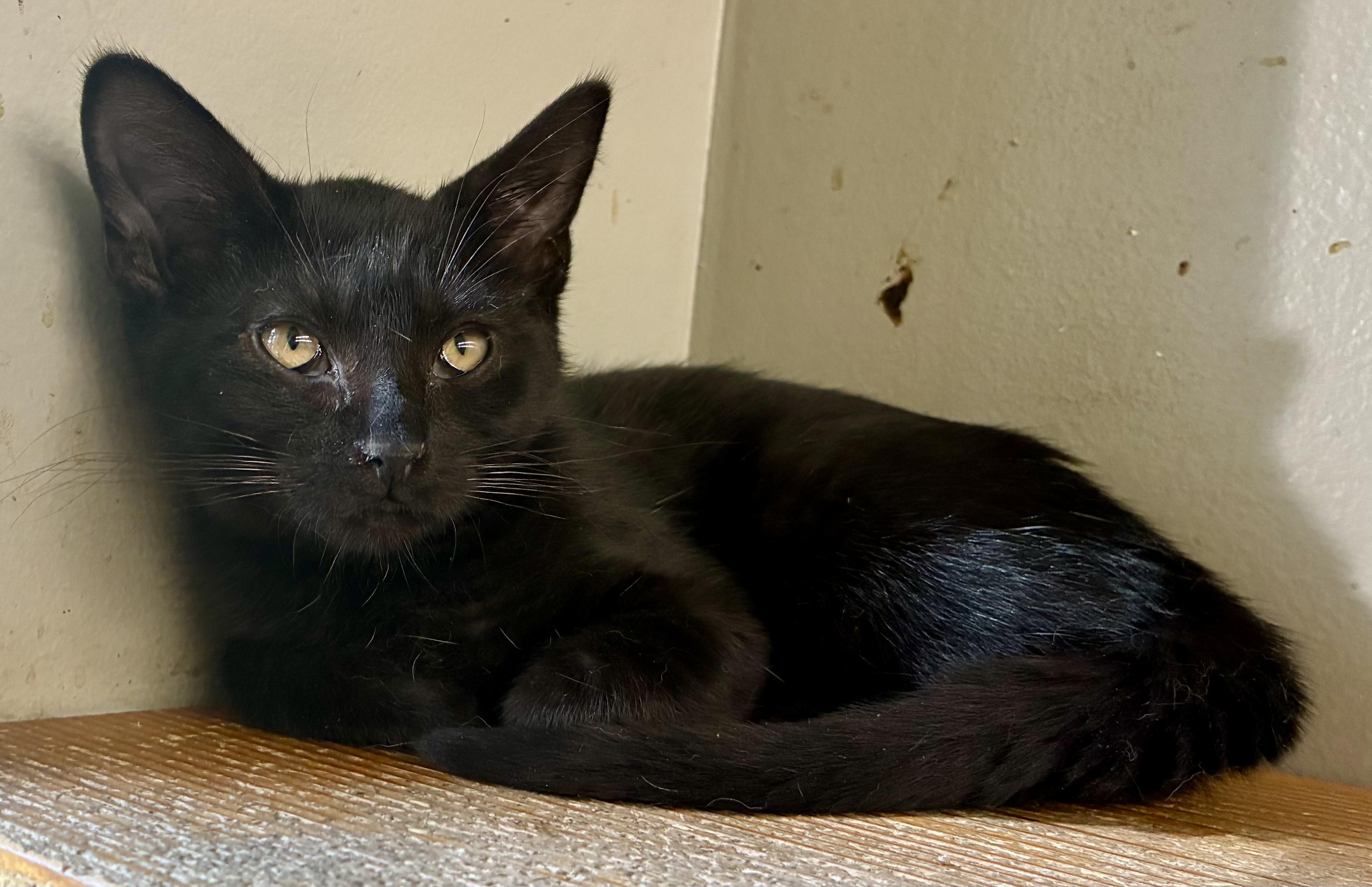 Enlarge MS BREEZY, a Adoptable Domestic Short Hair in Louisa, KY image 3/4