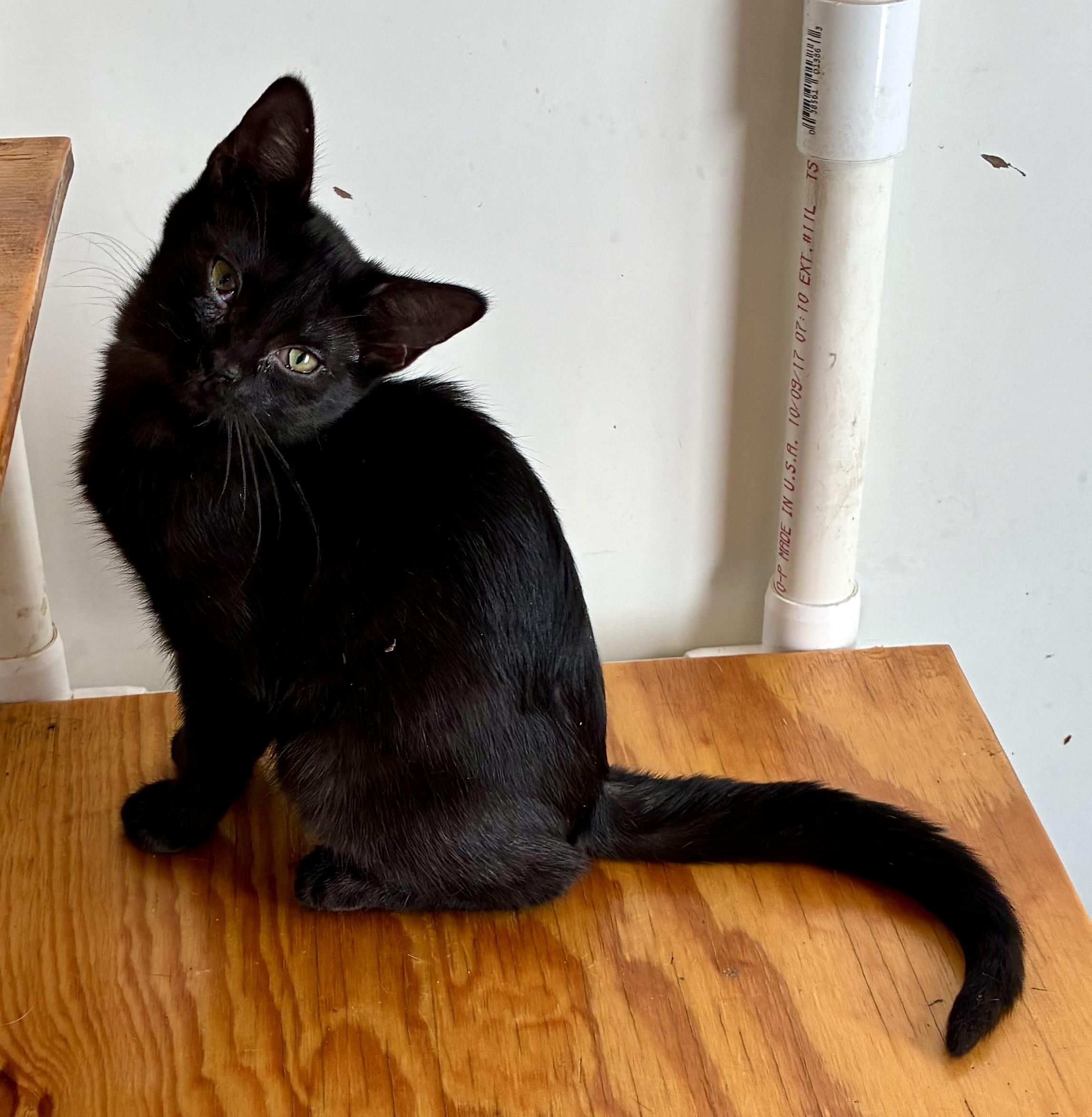 Enlarge MS BREEZY, a Adoptable Domestic Short Hair in Louisa, KY image 4/4