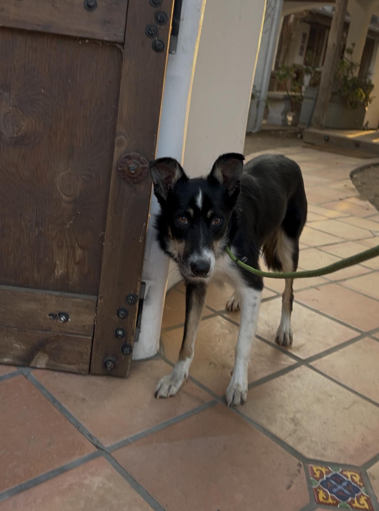 Mollie, a ADOPTABLE Border Collie in West Hollywood, CA image 2/2