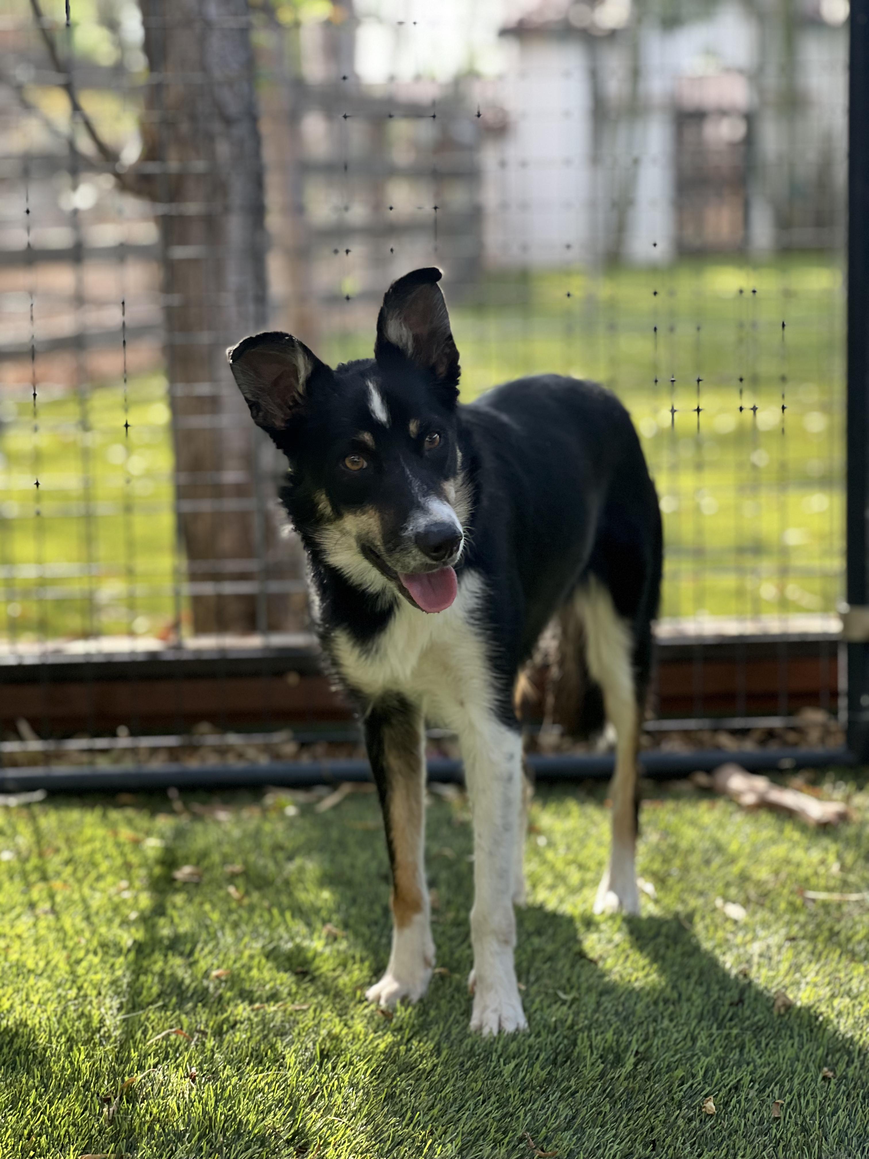 Mollie, a ADOPTABLE Border Collie in West Hollywood, CA image 1/2
