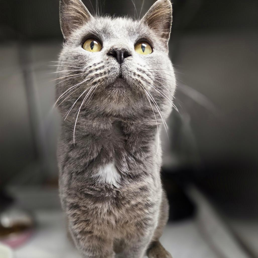 Hans, a Adoptable Domestic Short Hair in Oneonta, NY image 1/6