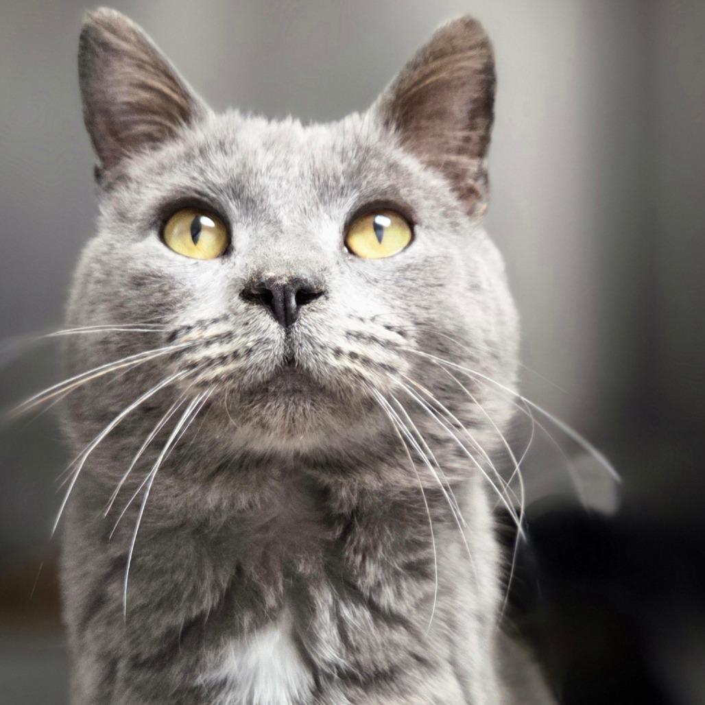 Hans, a Adoptable Domestic Short Hair in Oneonta, NY image 2/6