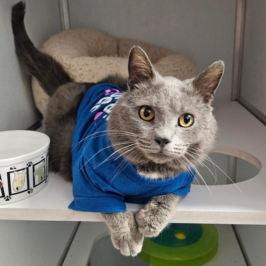 Hans, a Adoptable Domestic Short Hair in Oneonta, NY image 3/6