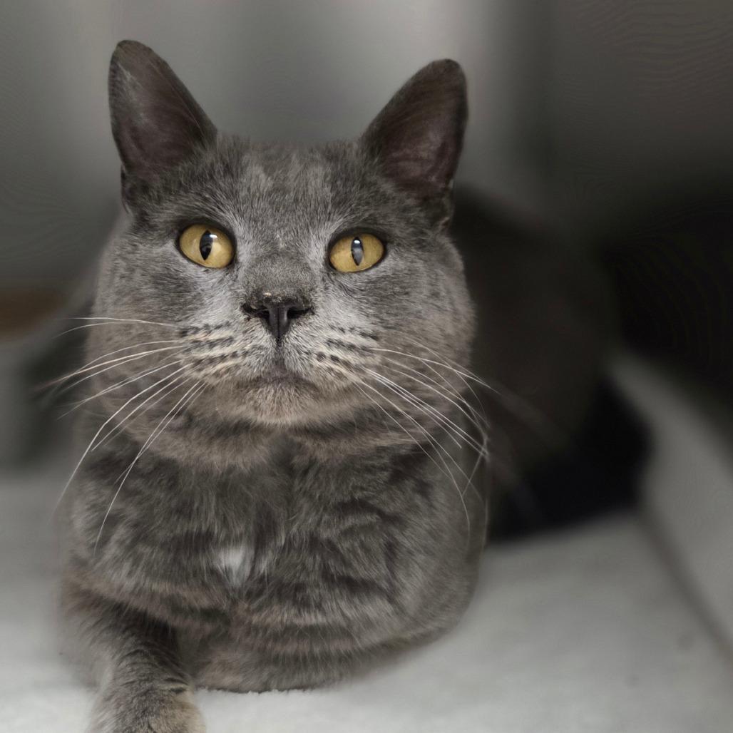 Hans, a Adoptable Domestic Short Hair in Oneonta, NY image 4/6