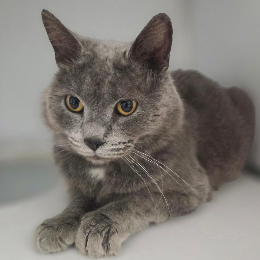 Hans, a Adoptable Domestic Short Hair in Oneonta, NY image 5/6