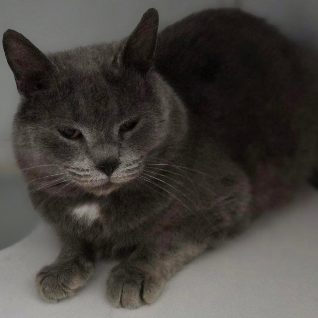 Hans, a Adoptable Domestic Short Hair in Oneonta, NY image 6/6