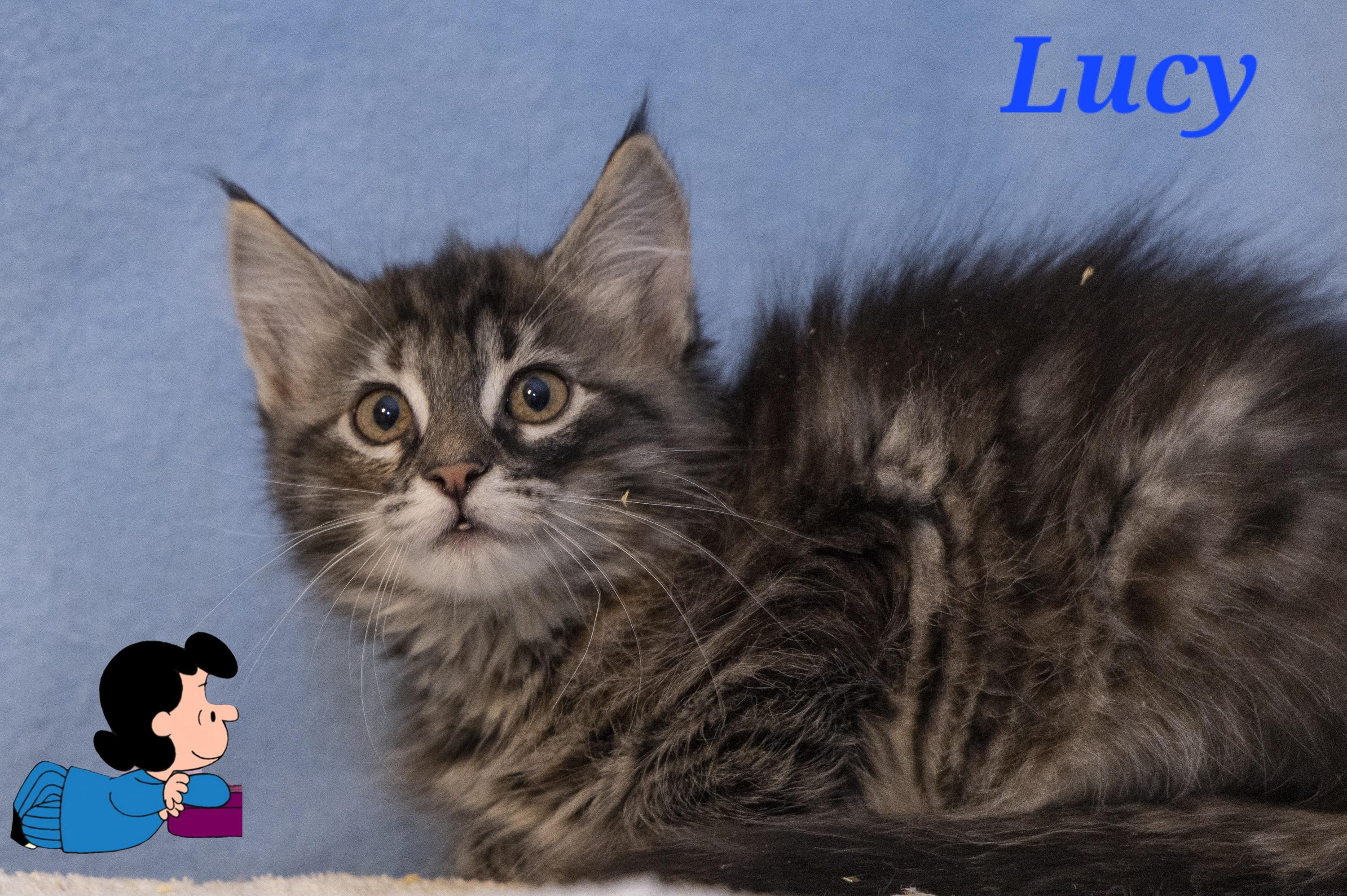 Lucy, adopted, Kitten Female Domestic Short Hair.