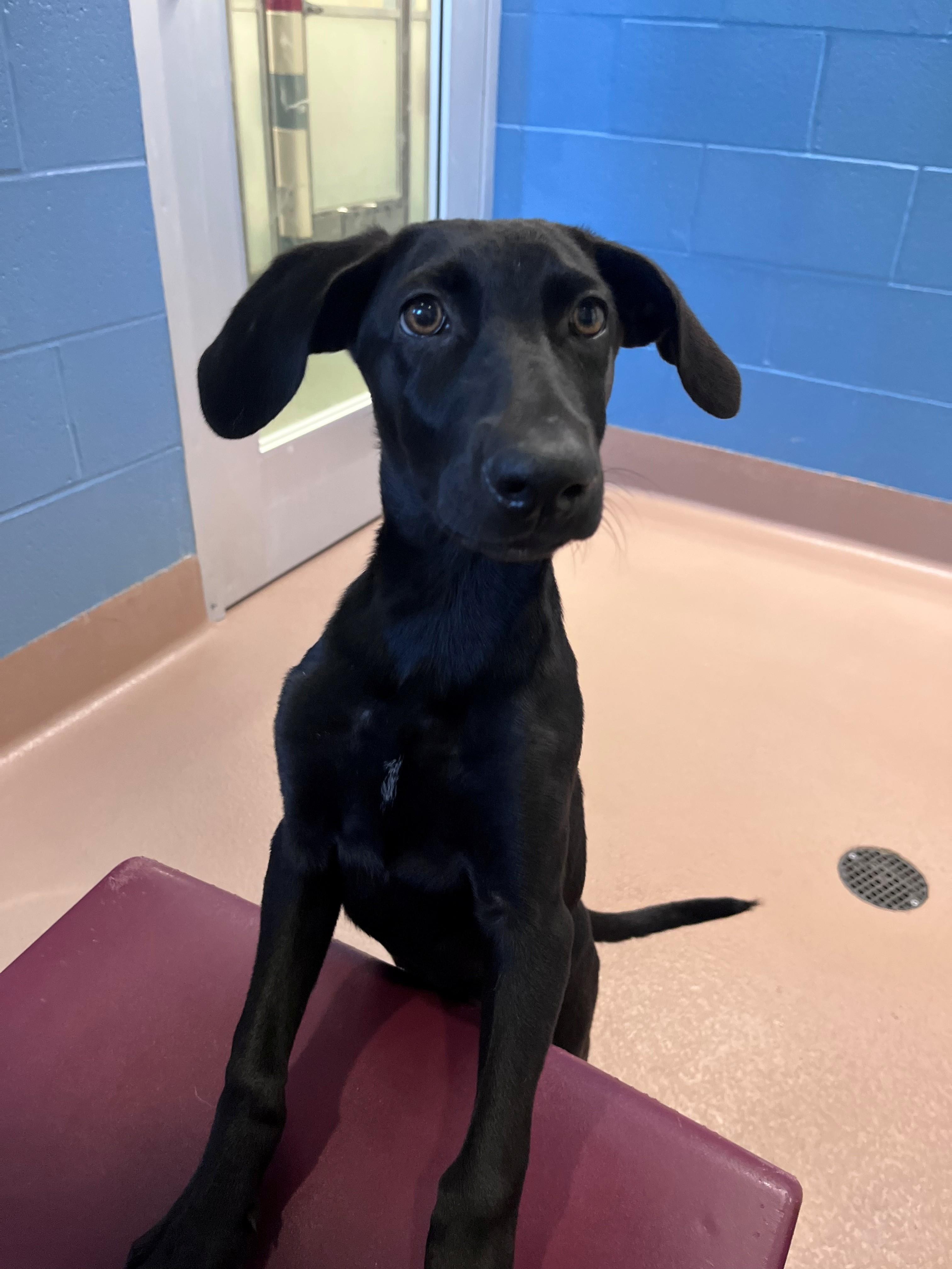 Mocha A220032, Adoptable, Puppy Female Labrador Retriever.