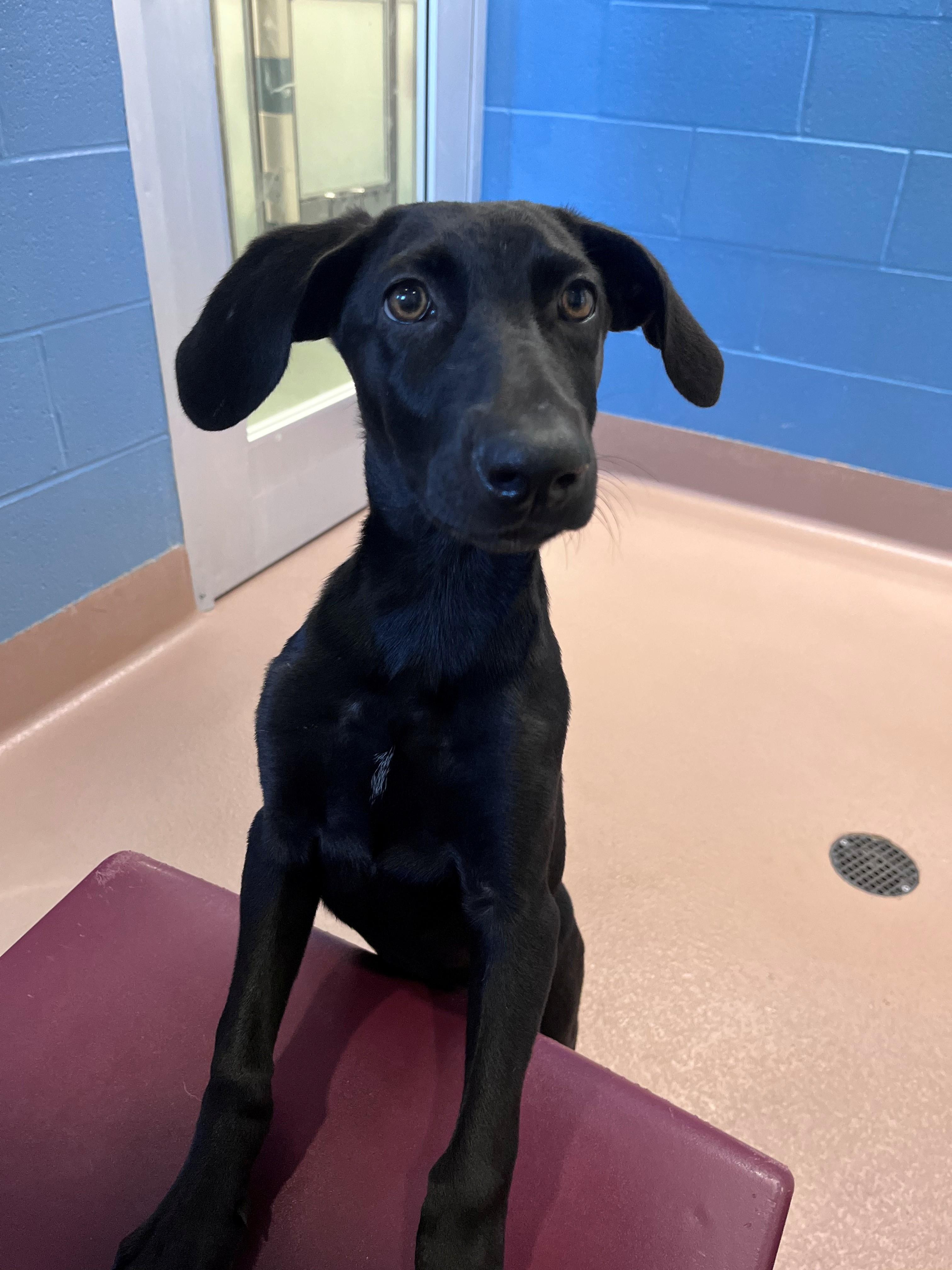 Enlarge Mocha A220032, a Adoptable mixed breed in Plano, TX image 2/3