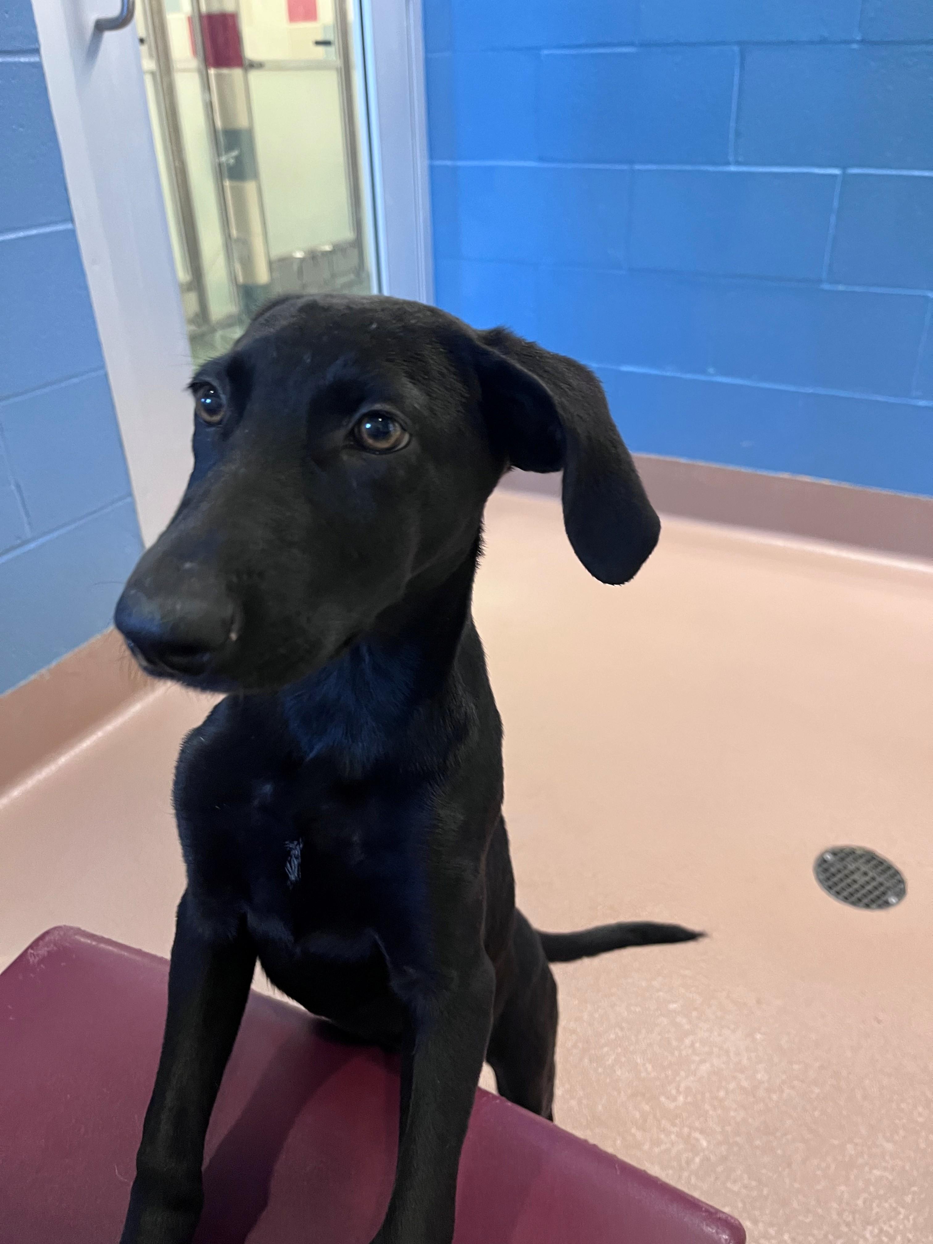 Enlarge Mocha A220032, a Adoptable mixed breed in Plano, TX image 3/3