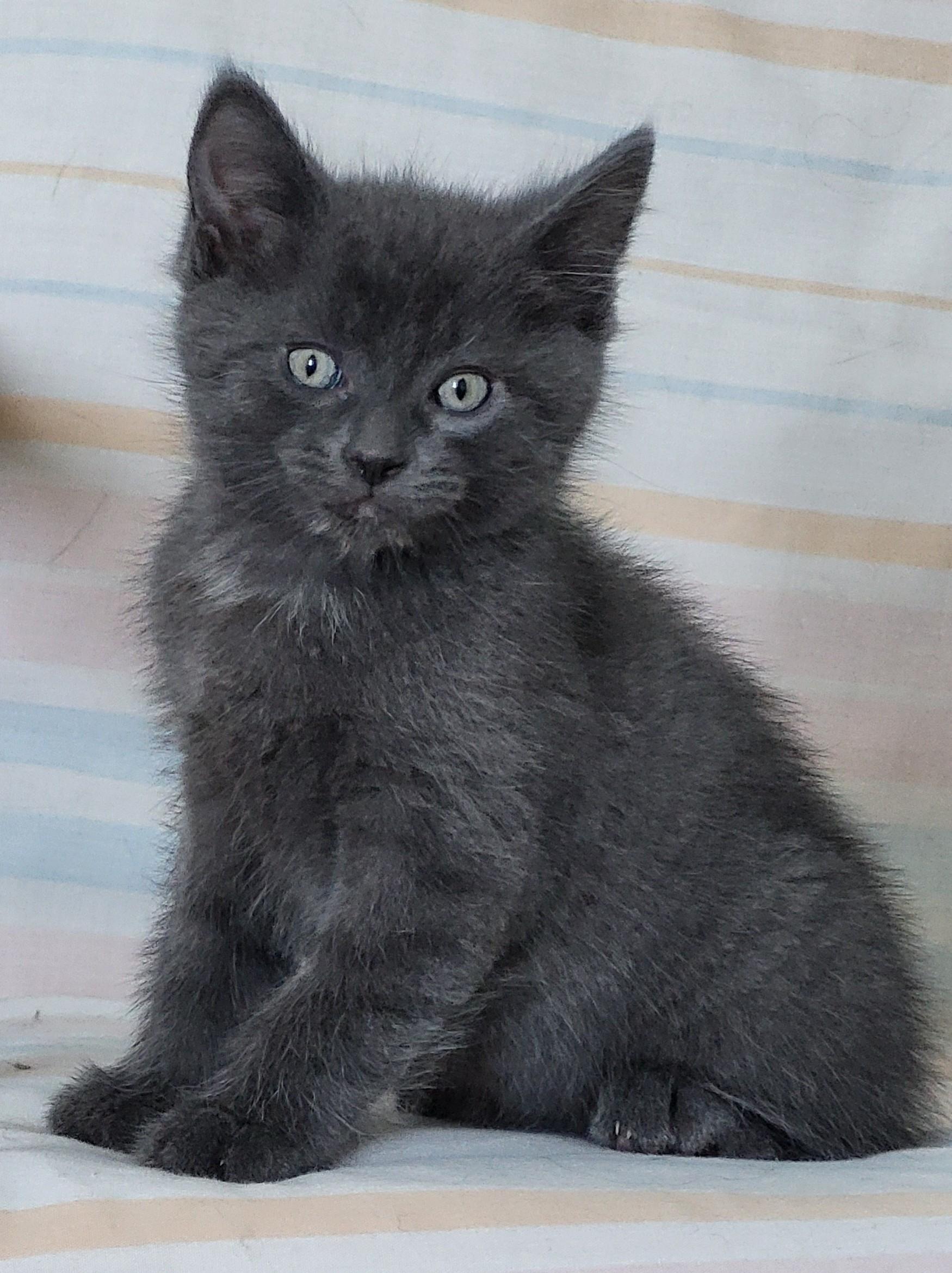 Enlarge Columbo, a Adoptable Domestic Short Hair in Saanichton, BC image 3/4