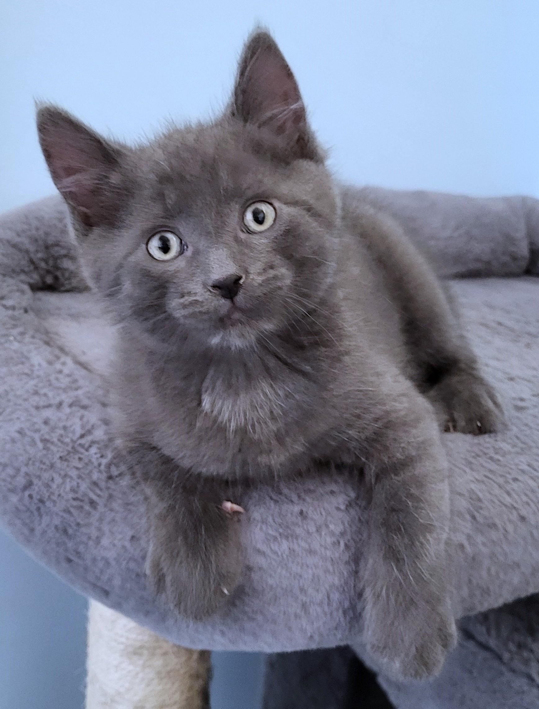 Columbo, Adoptable, Kitten Male Domestic Short Hair.