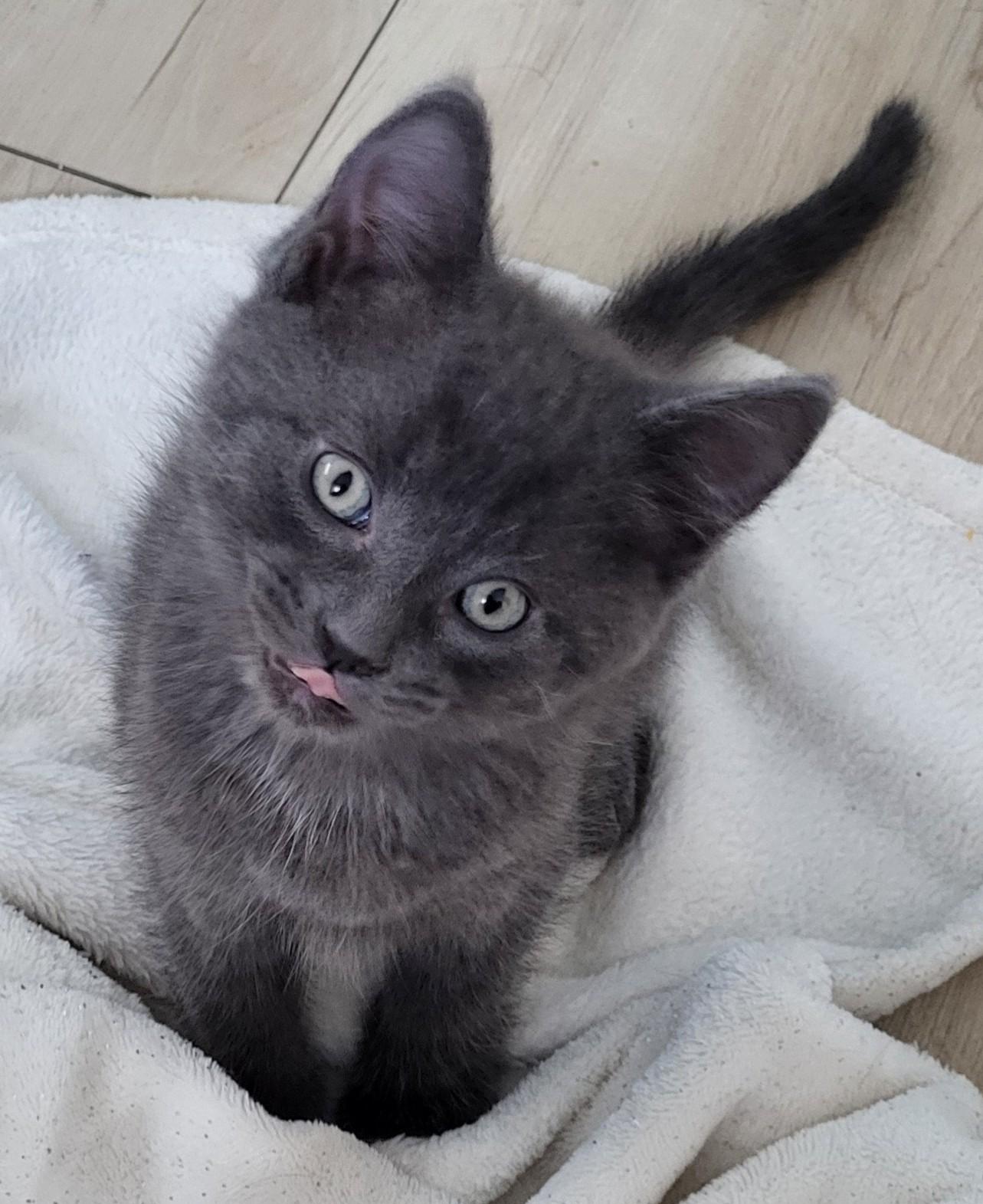 Enlarge Columbo, a Adoptable Domestic Short Hair in Saanichton, BC image 2/4