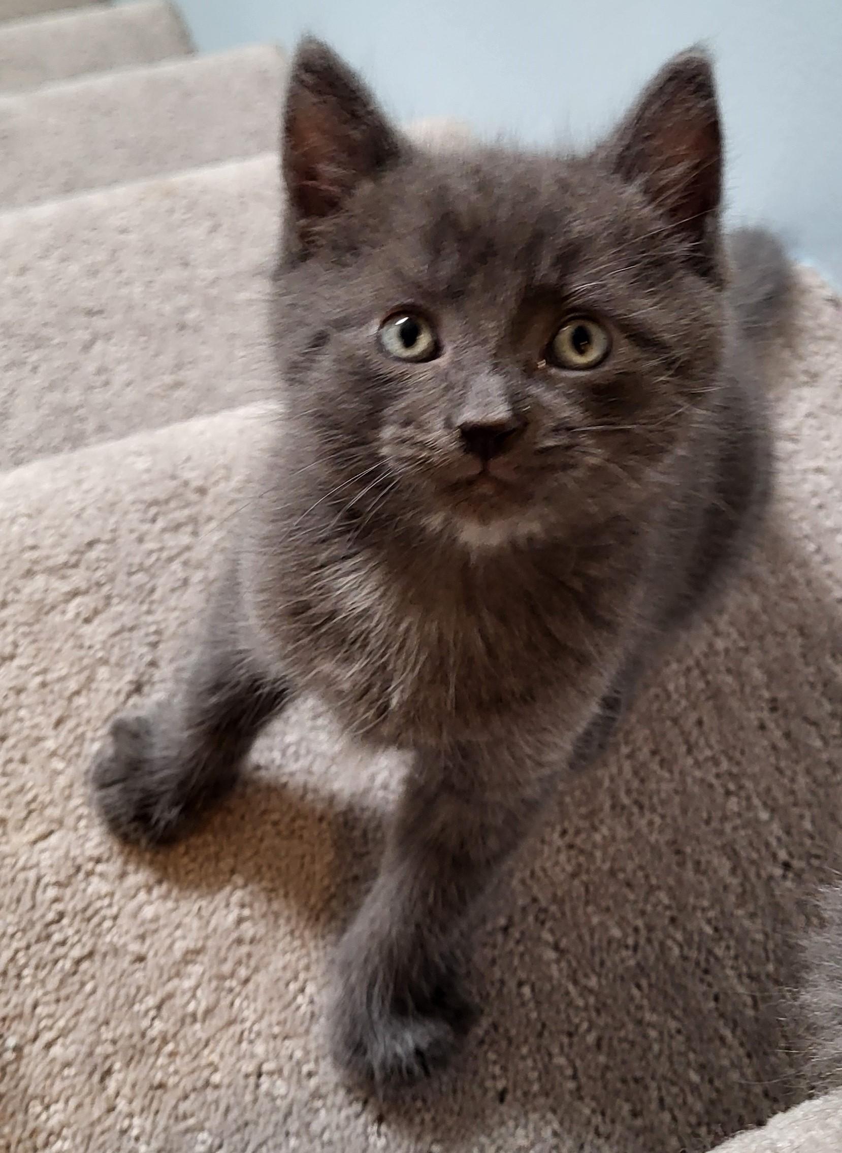 Enlarge Columbo, a Adoptable Domestic Short Hair in Saanichton, BC image 4/4