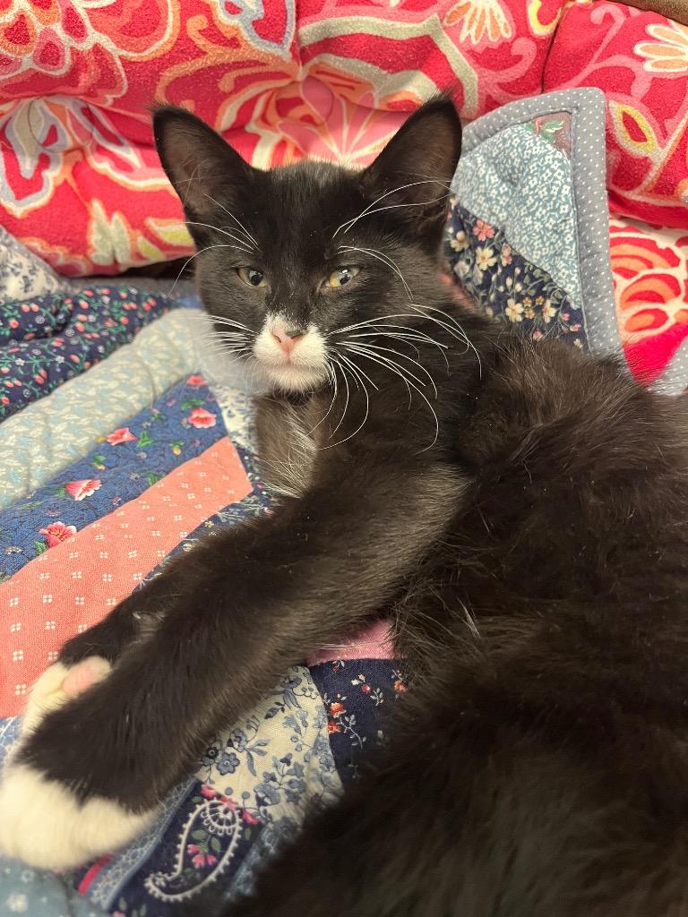 Enlarge Wando Pea, a Adoptable mixed breed in Winnipeg, MB image 1/2