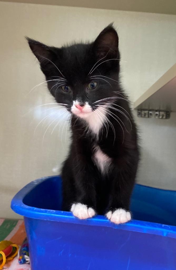 Enlarge Wando Pea, a Adoptable mixed breed in Winnipeg, MB image 2/2
