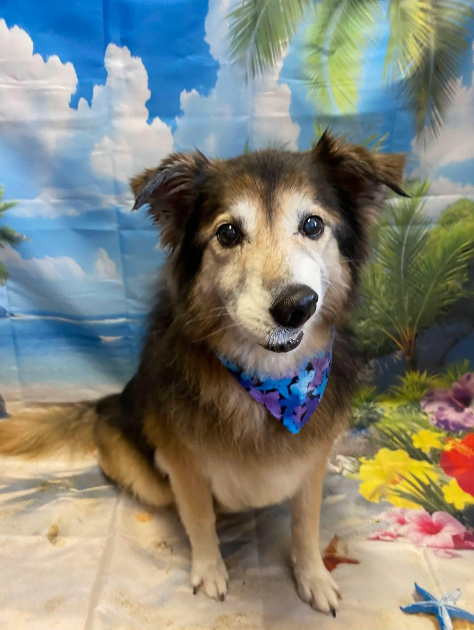 Princess, ADOPTABLE, Senior Female Rough Collie.