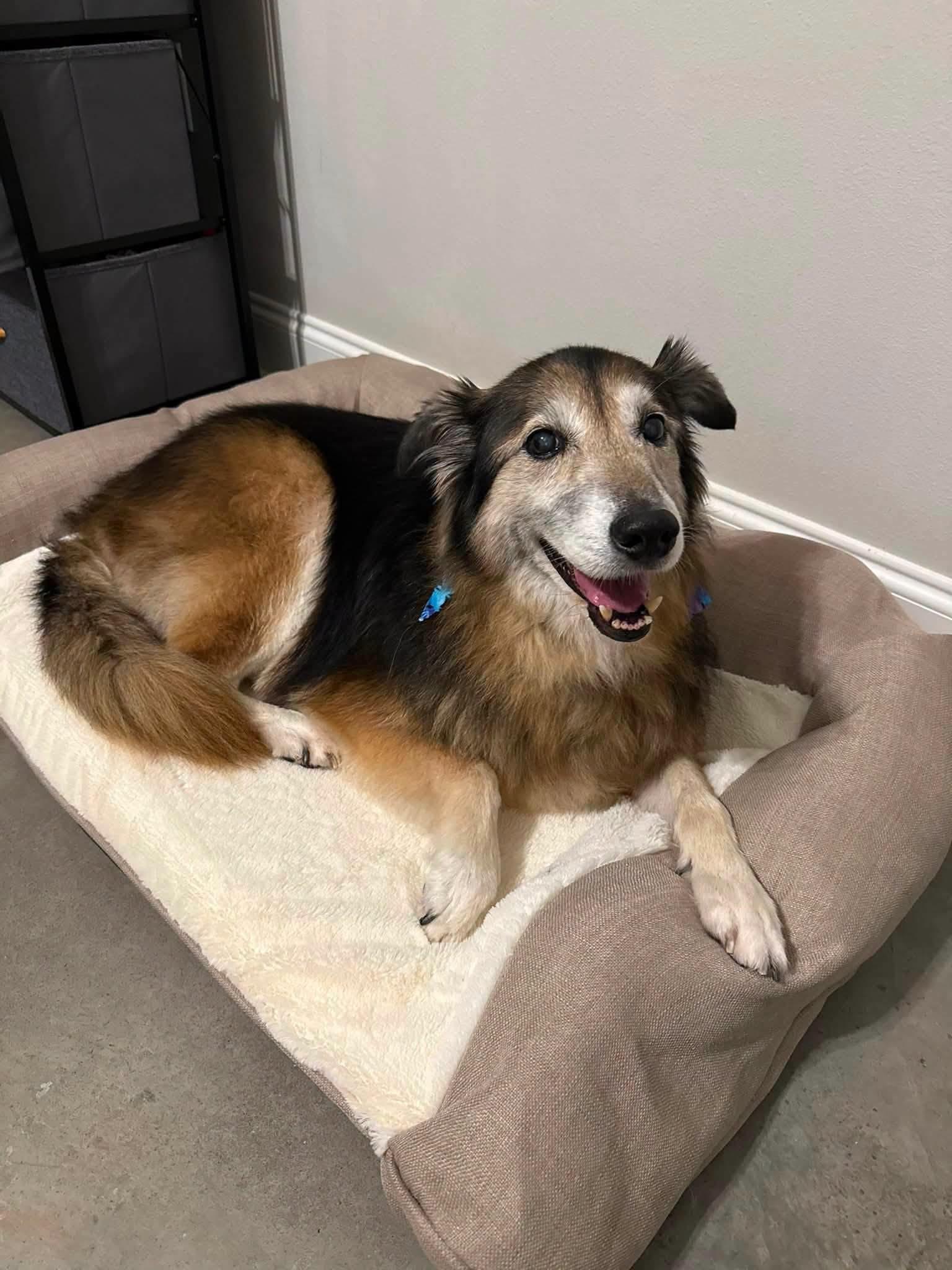 Princess, a ADOPTABLE mixed breed in metairie, LA image 2/5