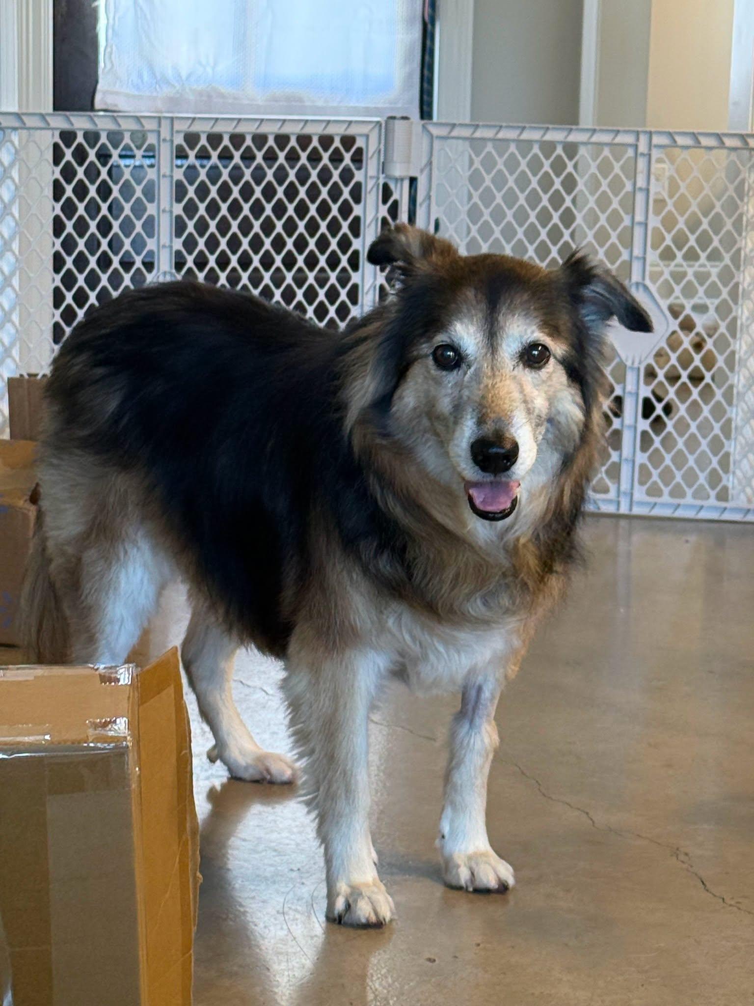 Princess, a ADOPTABLE mixed breed in metairie, LA image 4/5