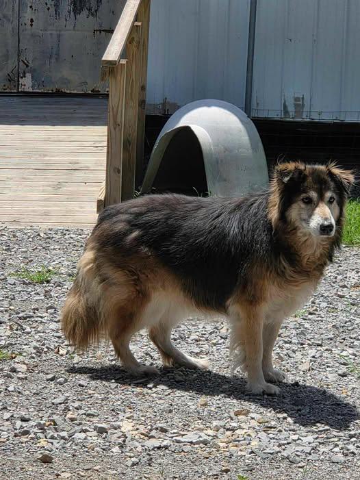 Princess, a ADOPTABLE mixed breed in metairie, LA image 5/5