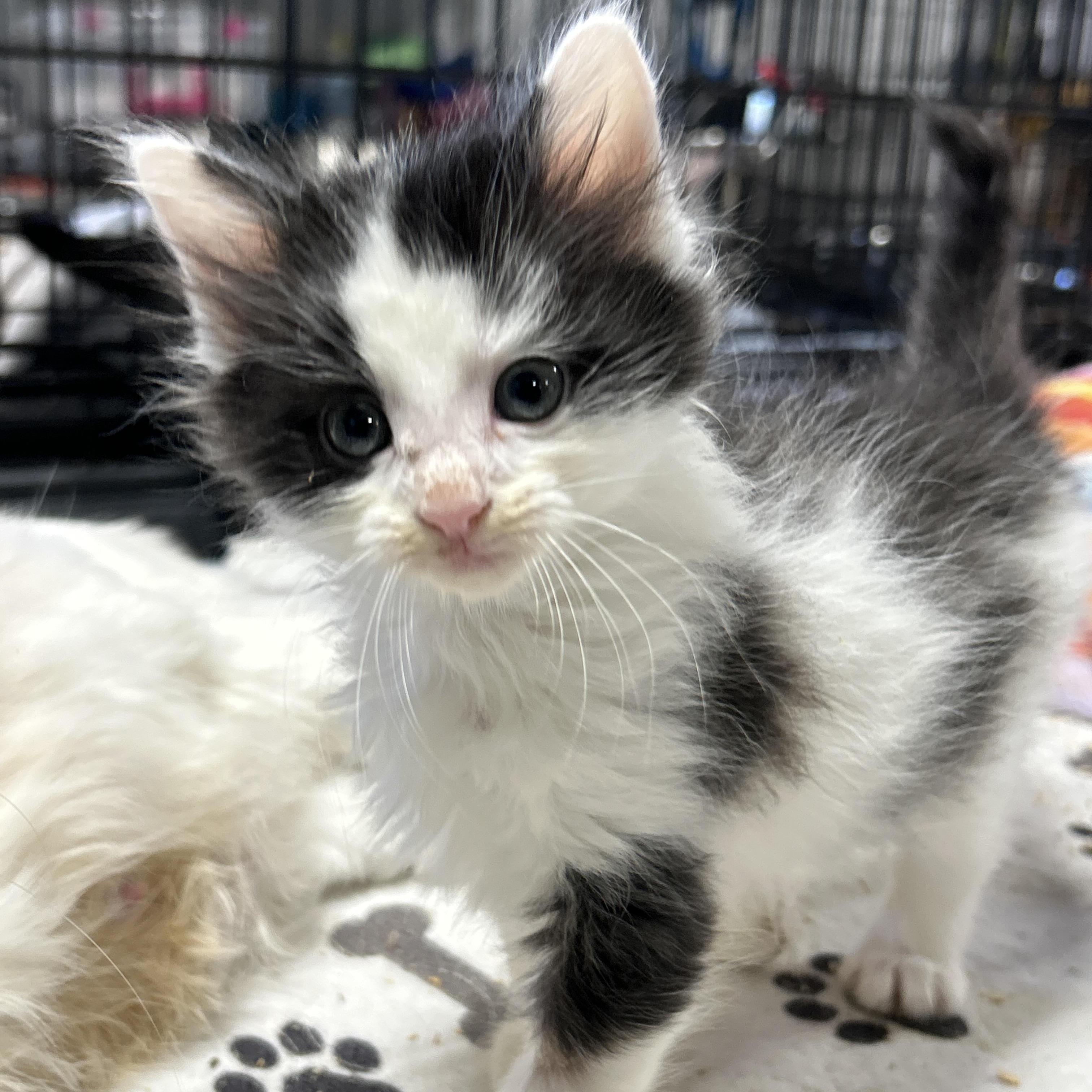Jet, an adopted Domestic Medium Hair in LAMPASAS, TX image 3/3