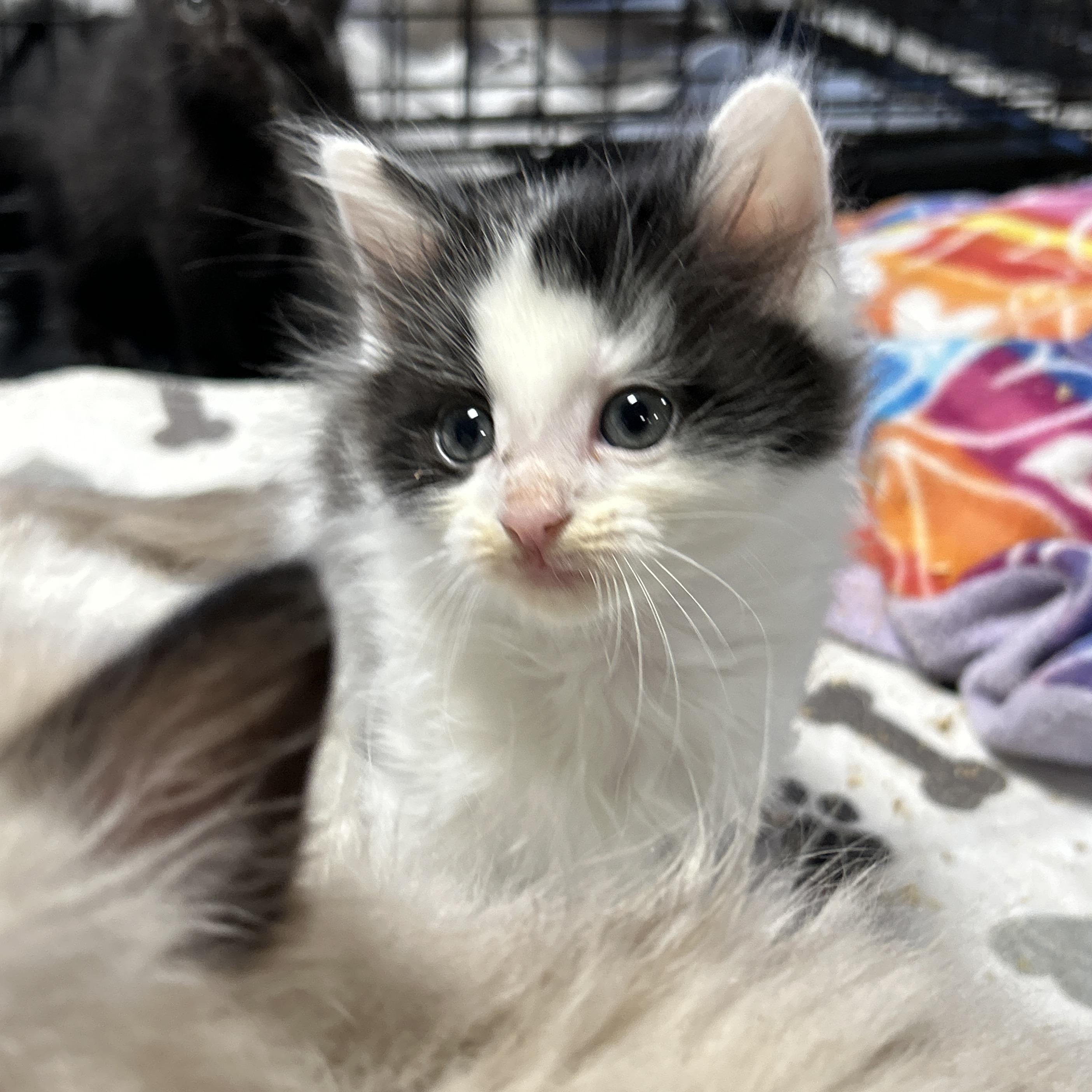 Jet, an adopted Domestic Medium Hair in LAMPASAS, TX image 1/3