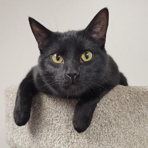 Enlarge Cricket, a Adoptable Domestic Short Hair in Grand Island, NE image 1/1