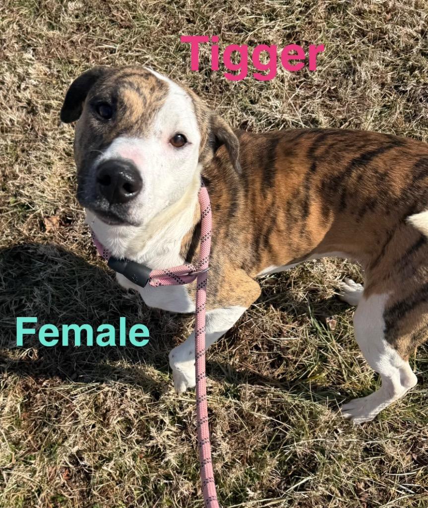 Tigger, Adoptable, Adult Female Mountain Cur.