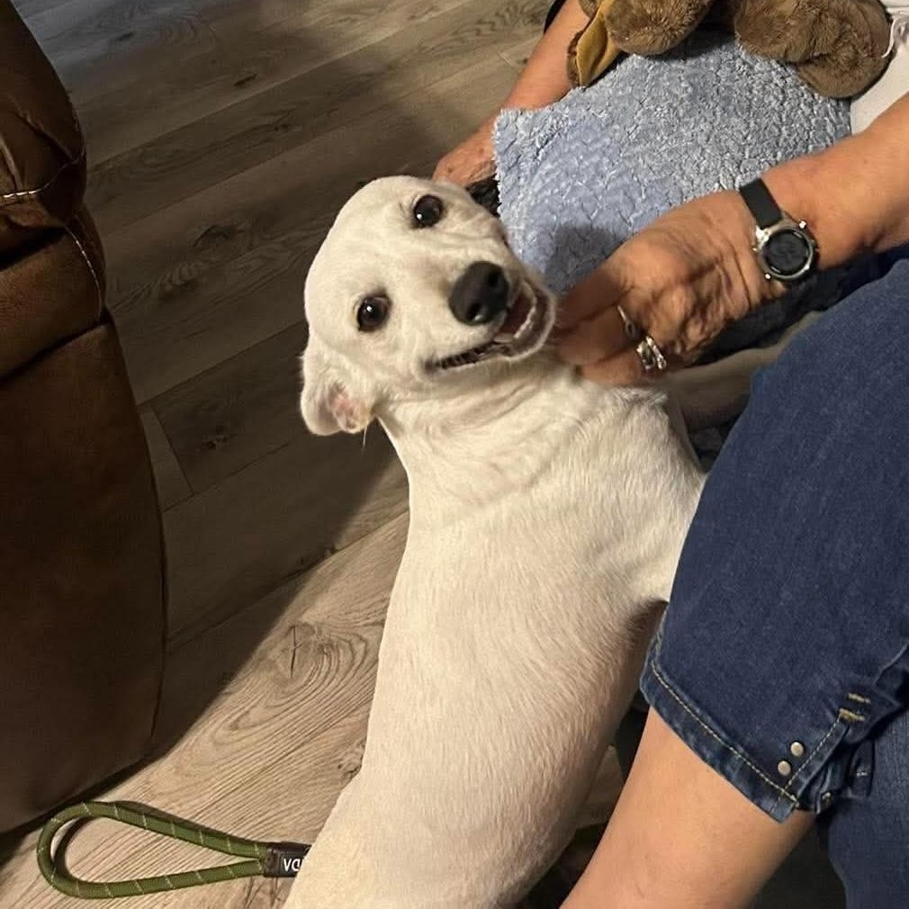 Benson, ADOPTABLE, Young Male Mixed Breed.