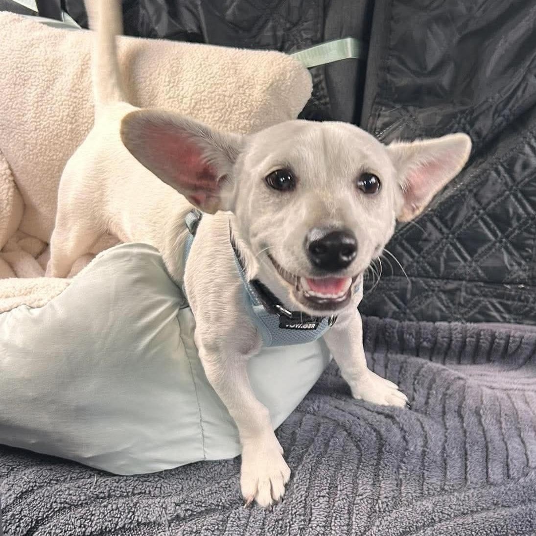 Enlarge Benson, a ADOPTABLE Mixed Breed in Portland, ME image 3/6