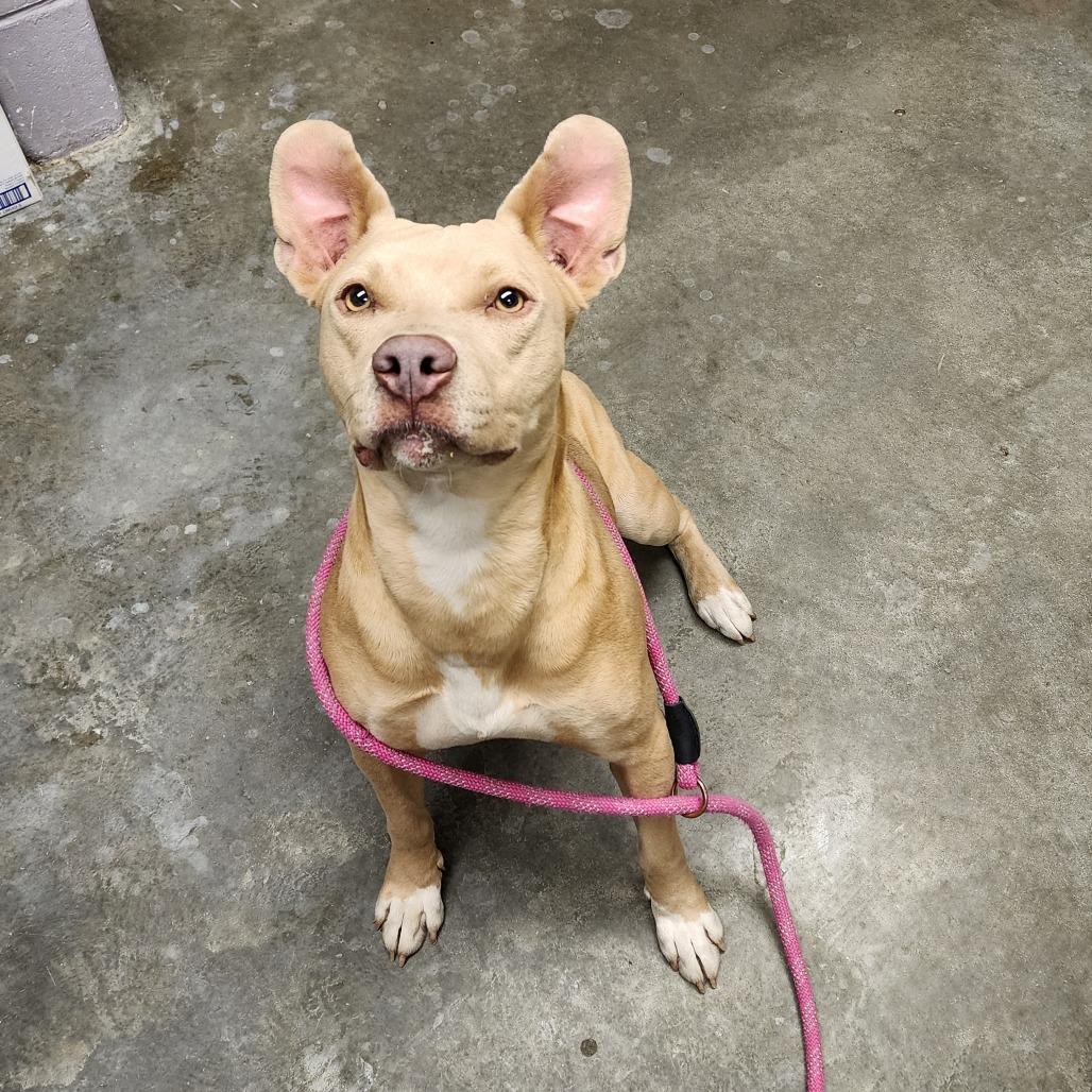 Enlarge Nala, a Adoptable Mixed Breed in Manhattan, KS image 1/3