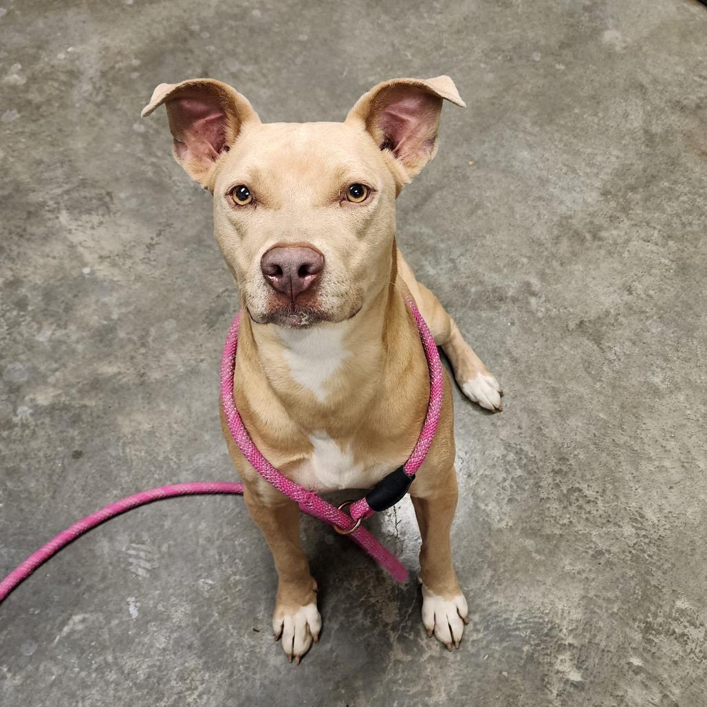 Enlarge Nala, a Adoptable Mixed Breed in Manhattan, KS image 2/3