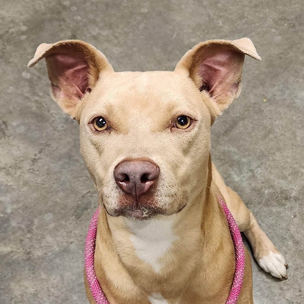Enlarge Nala, a Adoptable Mixed Breed in Manhattan, KS image 3/3