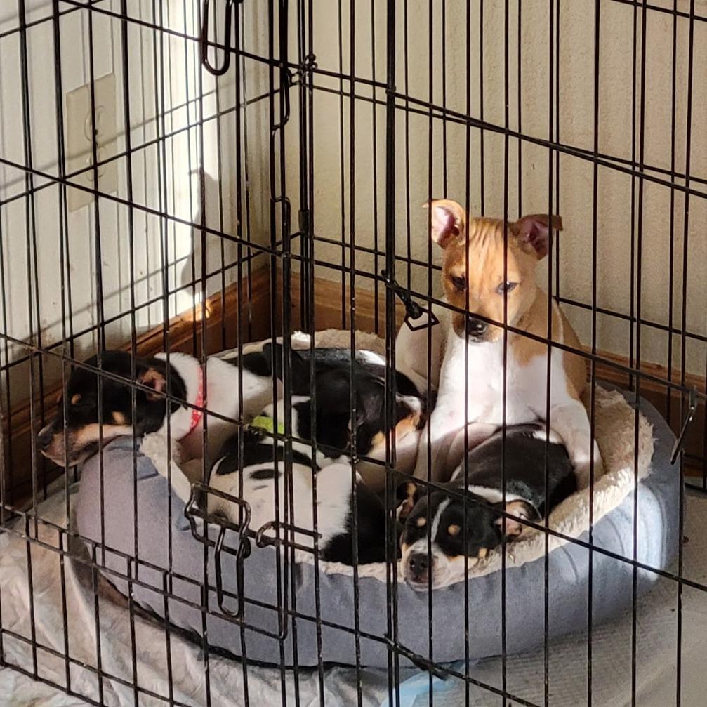 Mario, Adoptable, Puppy Male Rat Terrier & Beagle.