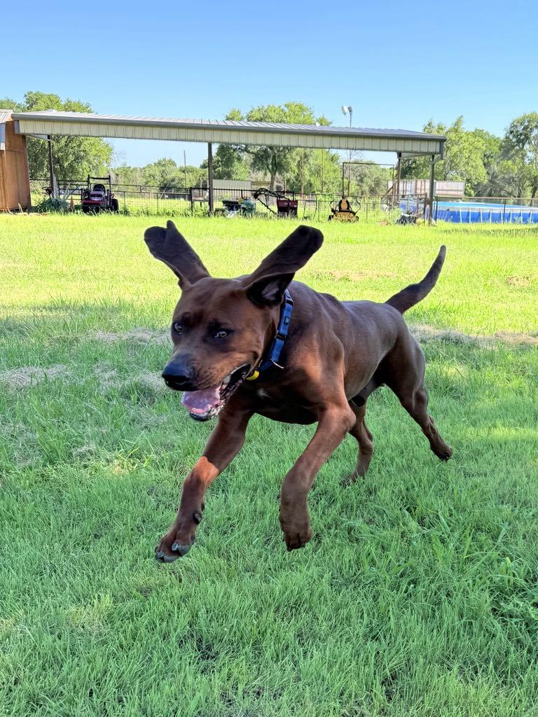 Enlarge Gunnar, a Adoptable Redbone Coonhound in Itasca, TX image 5/6