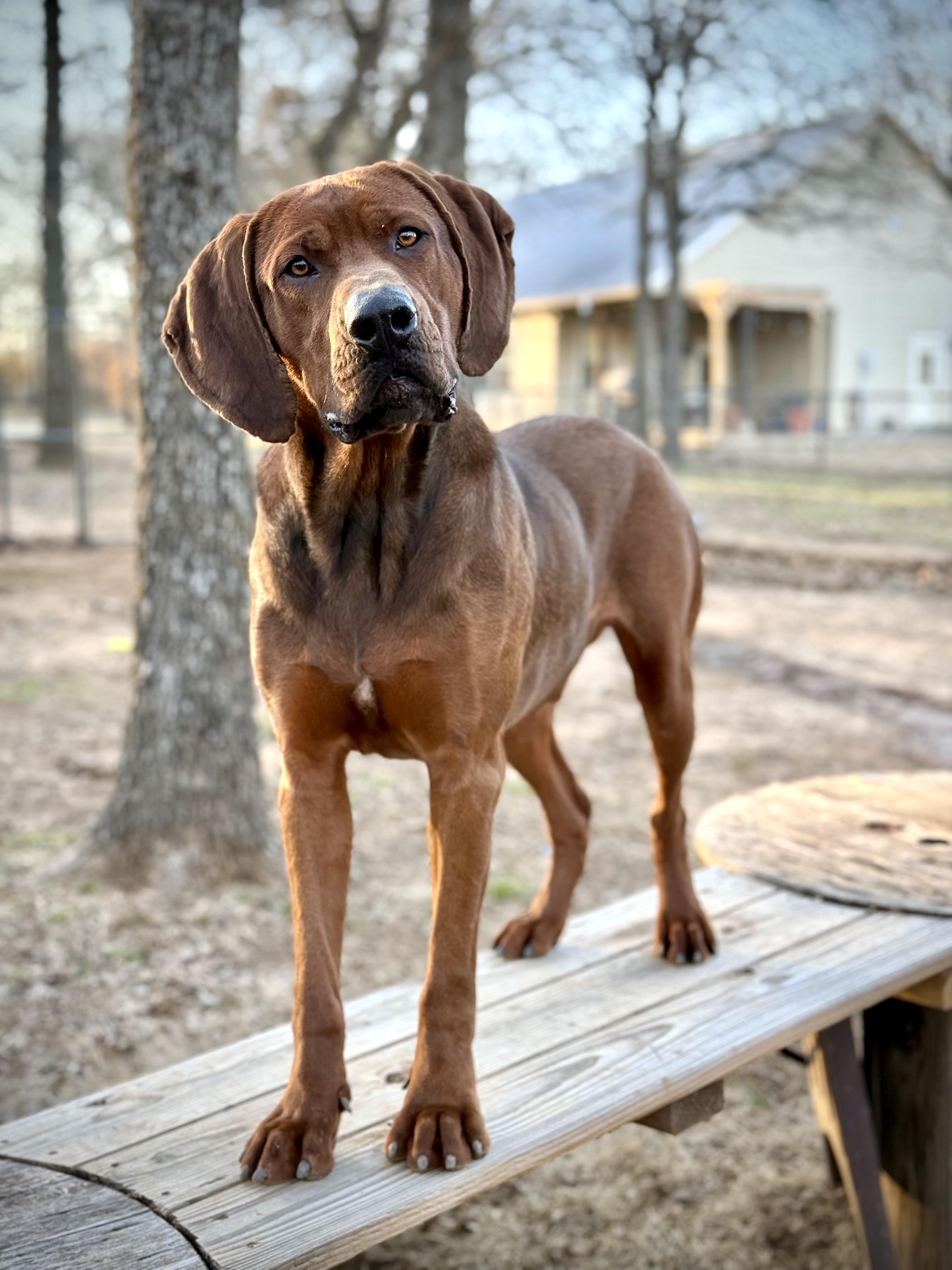 Enlarge Gunnar, a Adoptable Redbone Coonhound in Itasca, TX image 6/6