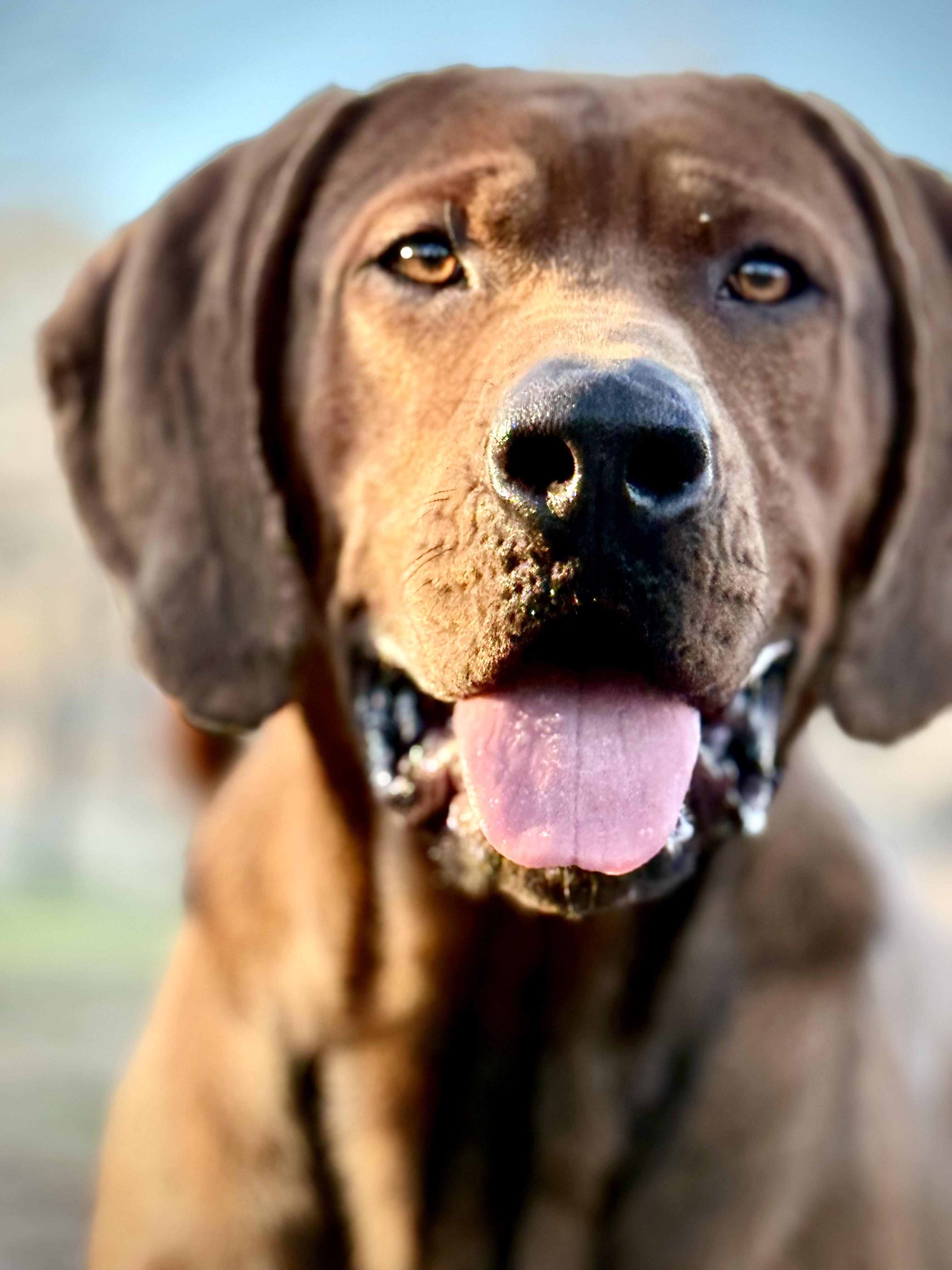 Gunnar, Adoptable, Adult Male Redbone Coonhound.
