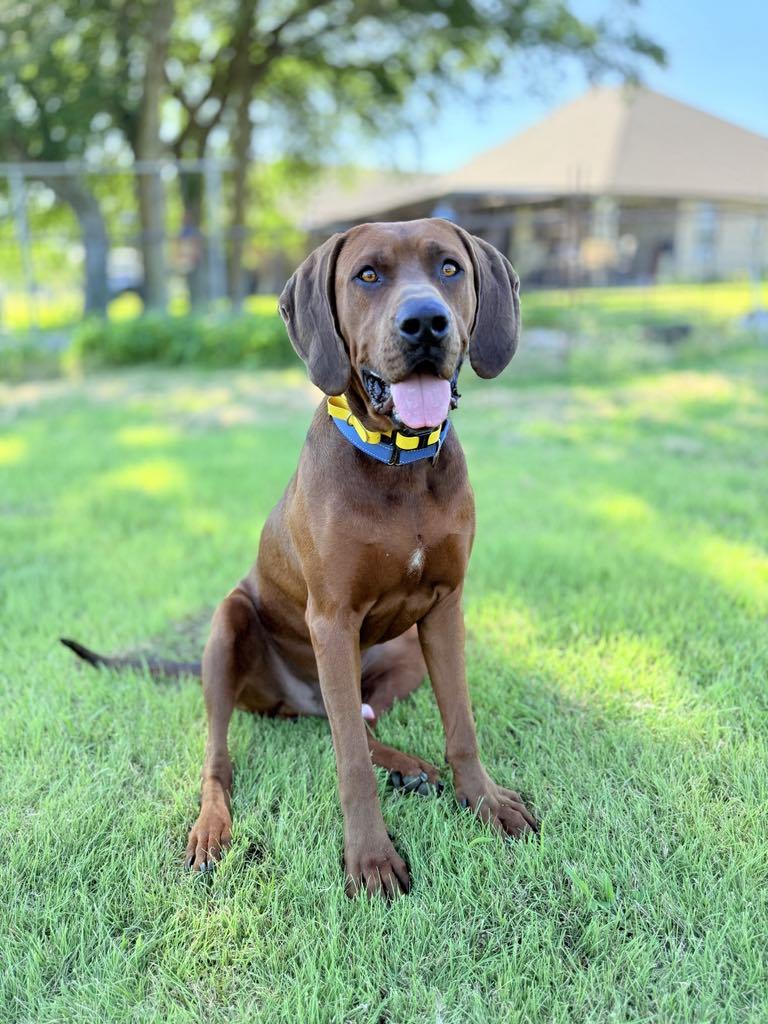 Enlarge Gunnar, a Adoptable Redbone Coonhound in Itasca, TX image 4/6