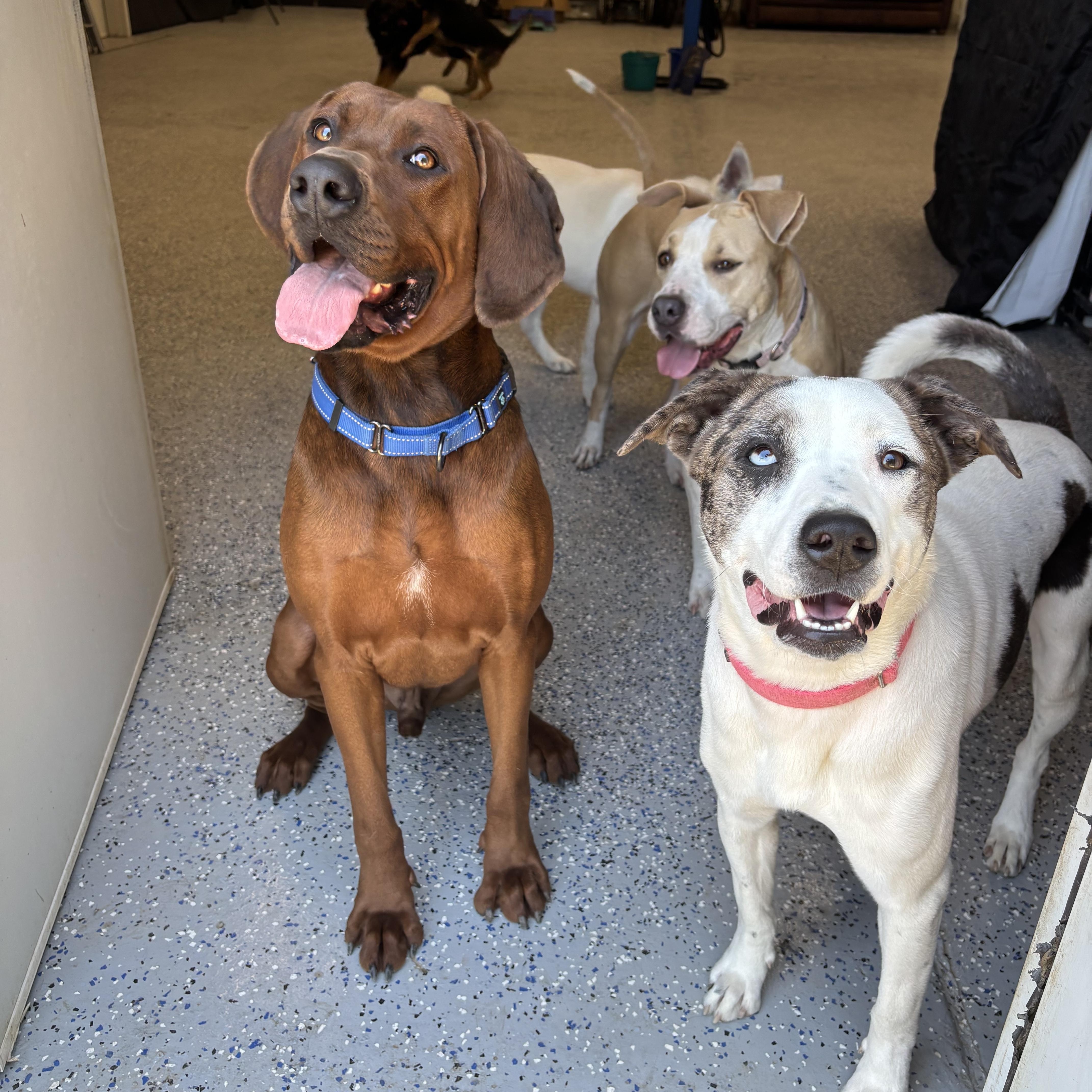 Enlarge Gunnar, a Adoptable Redbone Coonhound in Itasca, TX image 2/6