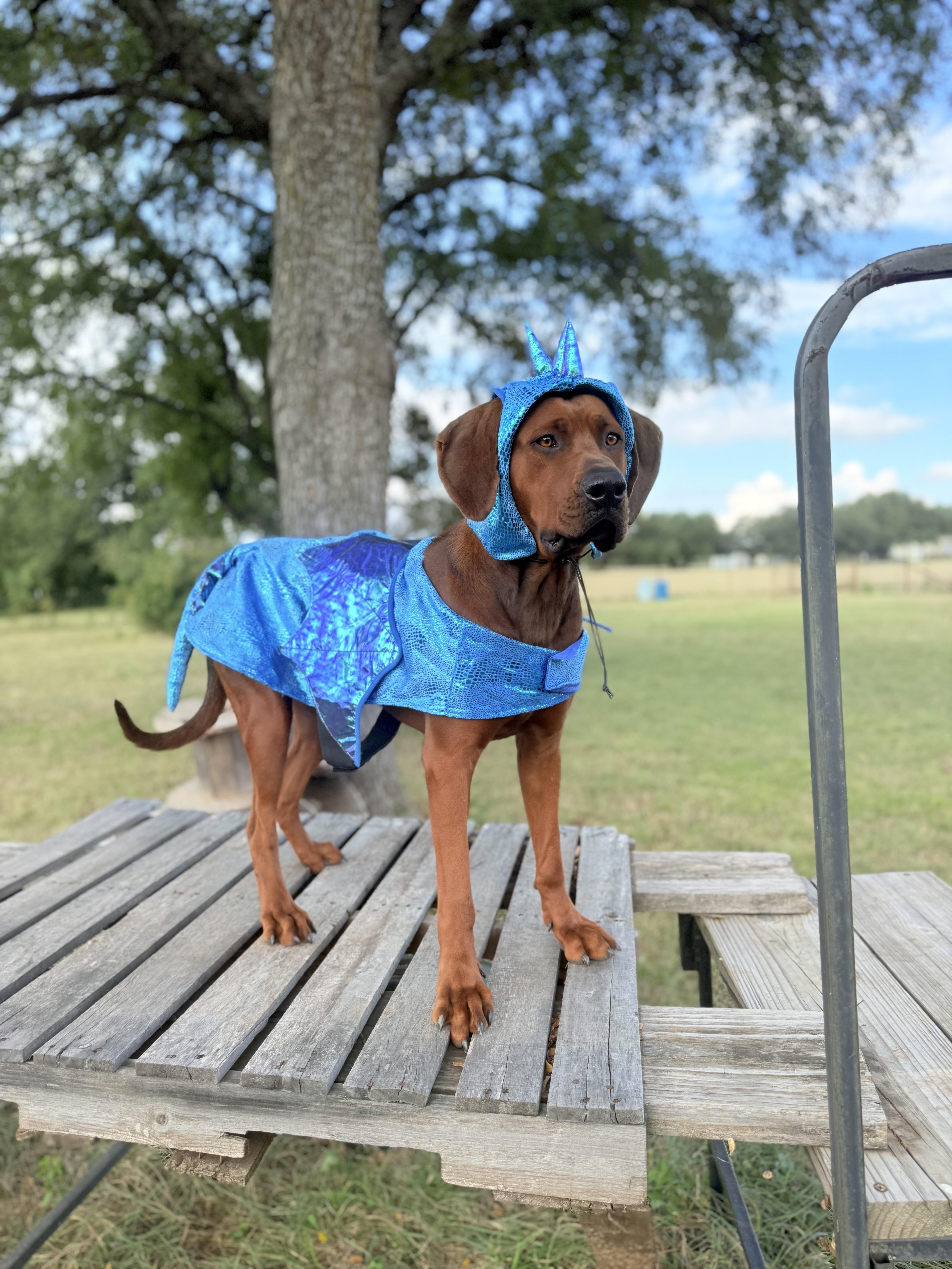 Gunnar, Adoptable, Adult Male Redbone Coonhound.