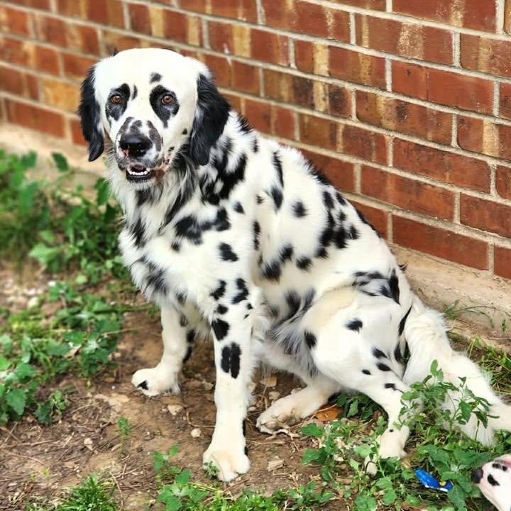 Pippen, ADOPTABLE, Adult Male Dalmatian.