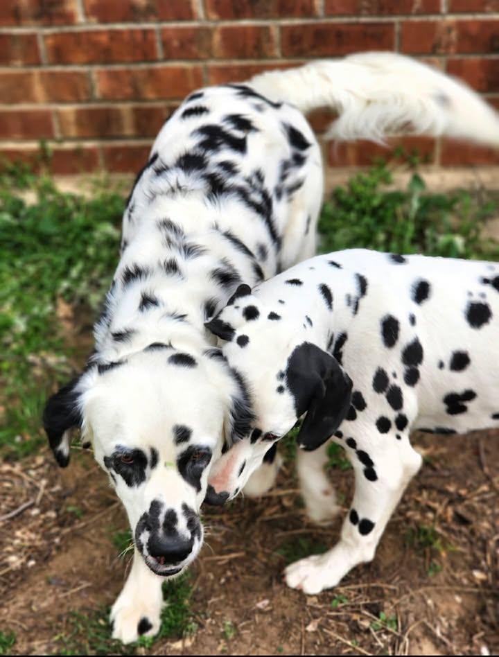 Enlarge Pippen, a ADOPTABLE Dalmatian in Mounds, OK image 2/2