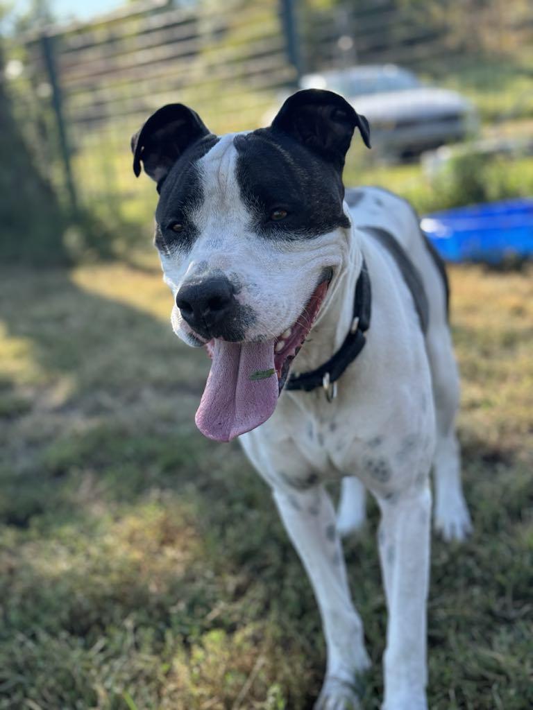 Gus!, Adoptable, Adult Male Pit Bull Terrier & American Staffordshire Terrier.