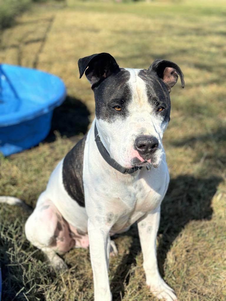 Gus!, a Adoptable mixed breed in Leon, KS image 3/3