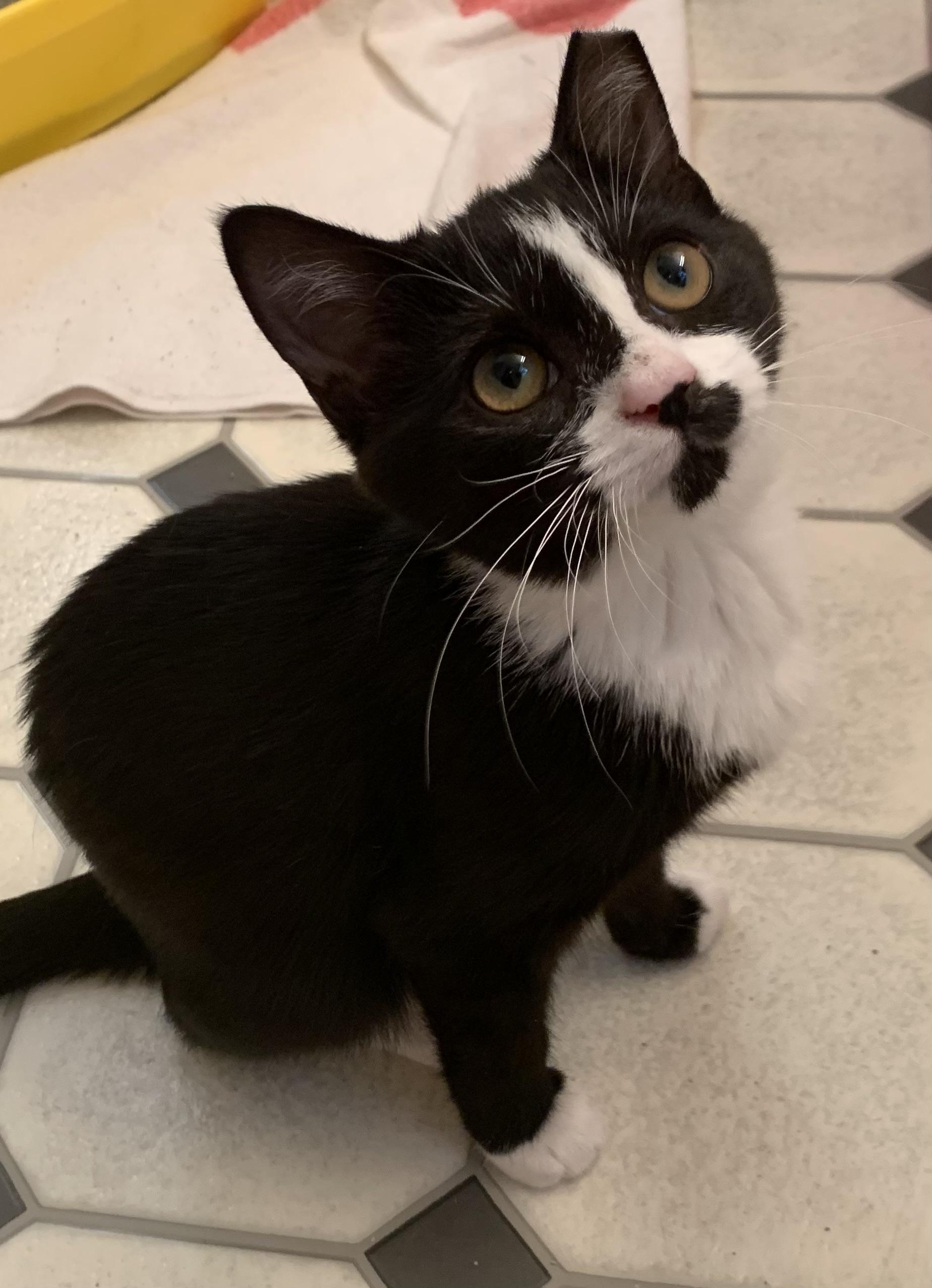 Mini, Adoptable, Young Female Domestic Short Hair.