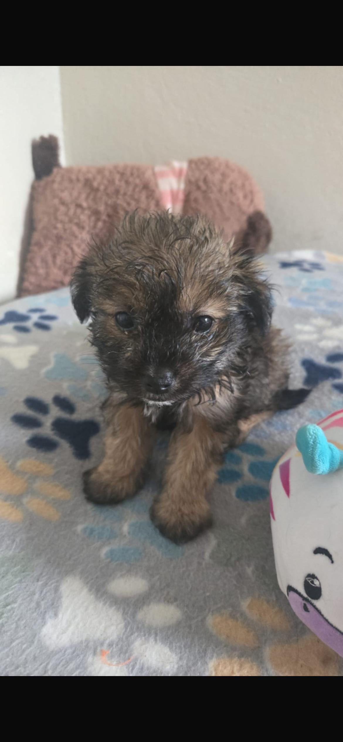 Raw, adoptable, Puppy Male Yorkshire Terrier & Chihuahua.